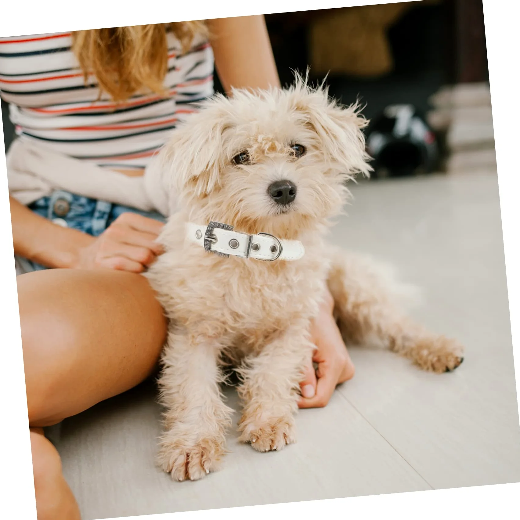 Collare e Guinzaglio per Cani Regolabile 2 Pezzi in Pu Bianco | Cucciolo, per Passeggiate All’aperto e Feste, Perle Finte, Facile da Indossare e Togliere