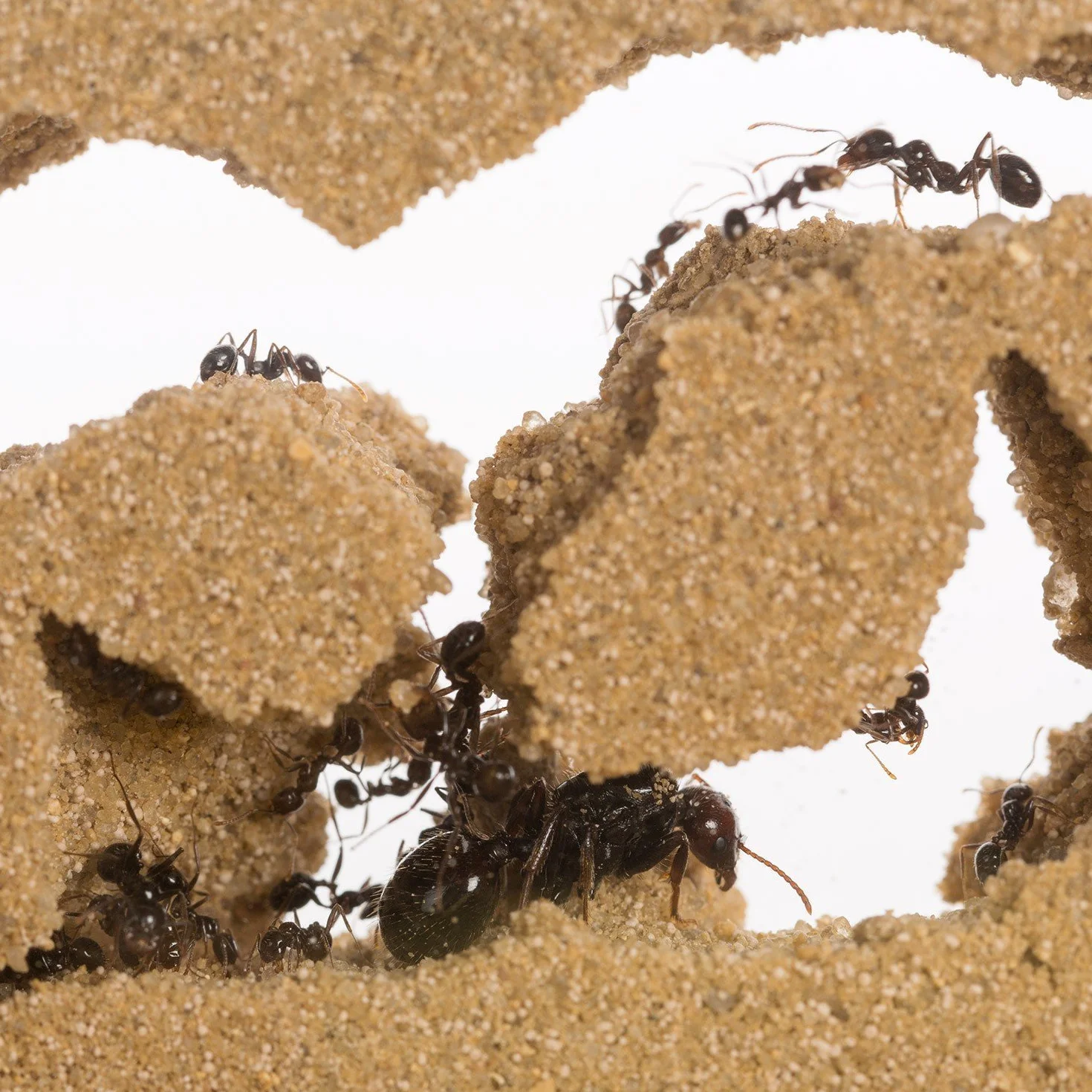 AntHouse - Fattoria di formiche in sabbia naturale - Set iniziale in acrilico grande 30x15x10 cm (Formiche)