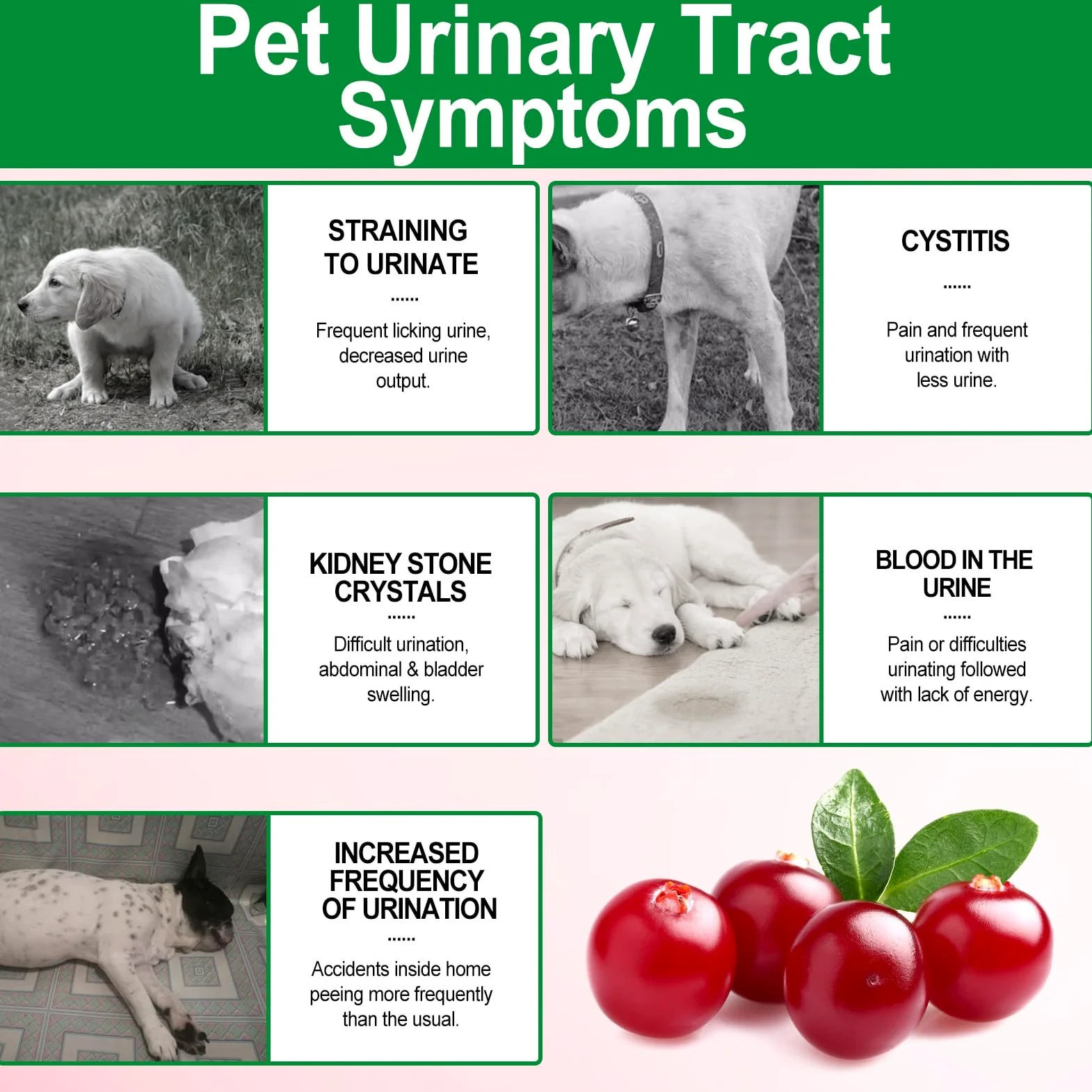 Supporto per vescica e reni per cani, integratore per il trattamento delle vie urinarie e il controllo della vescica, prodotti da masticare morbidi con mirtillo rosso e D-mannosio -60 pezzi