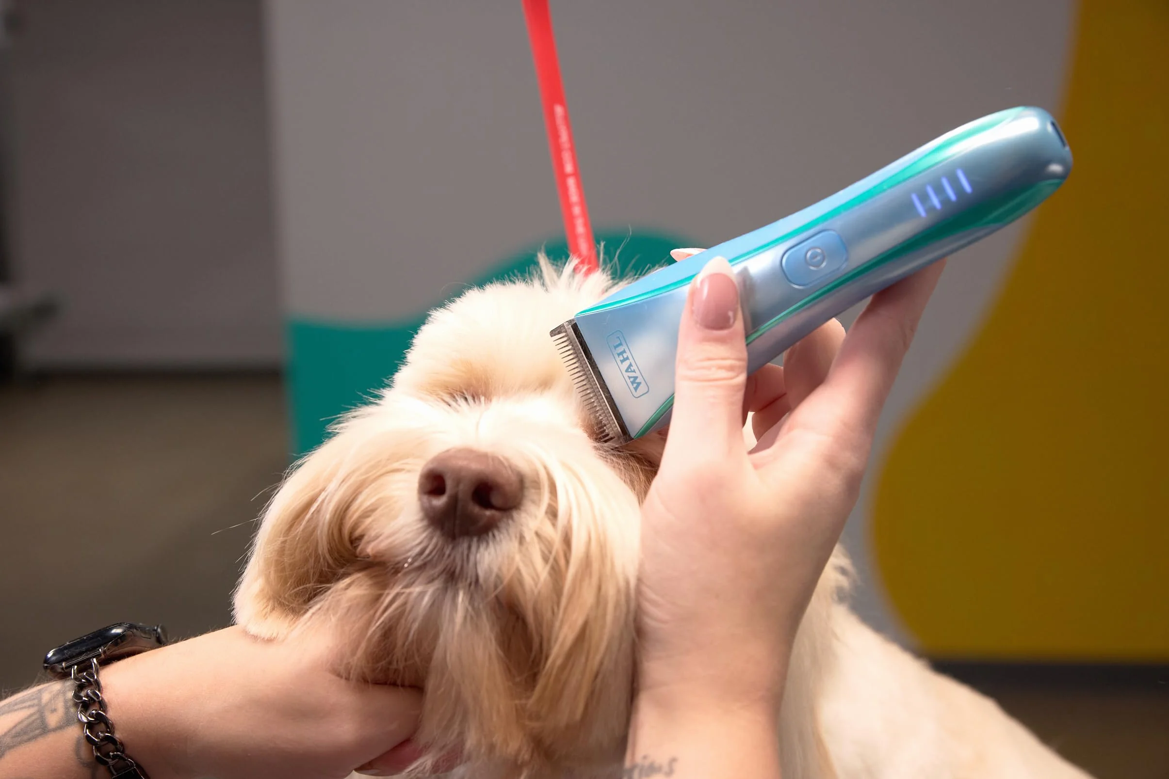 Wahl Motiva 2 Blue Ivy - Tosatrice Professionale per Animali - Tosatrice Cordless per Toelettatura di Cani con Lama 5 in 1, 3 Ore di Autonomia e Display Digitale - Adatta per Cani, Gatti e Cavalli