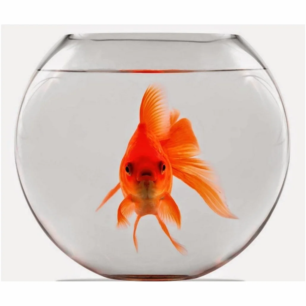 Trade Shop - Ampolla Boccia per Pesci in Vetro 30 Cm Acquario Pesce Rosso Centrotavola