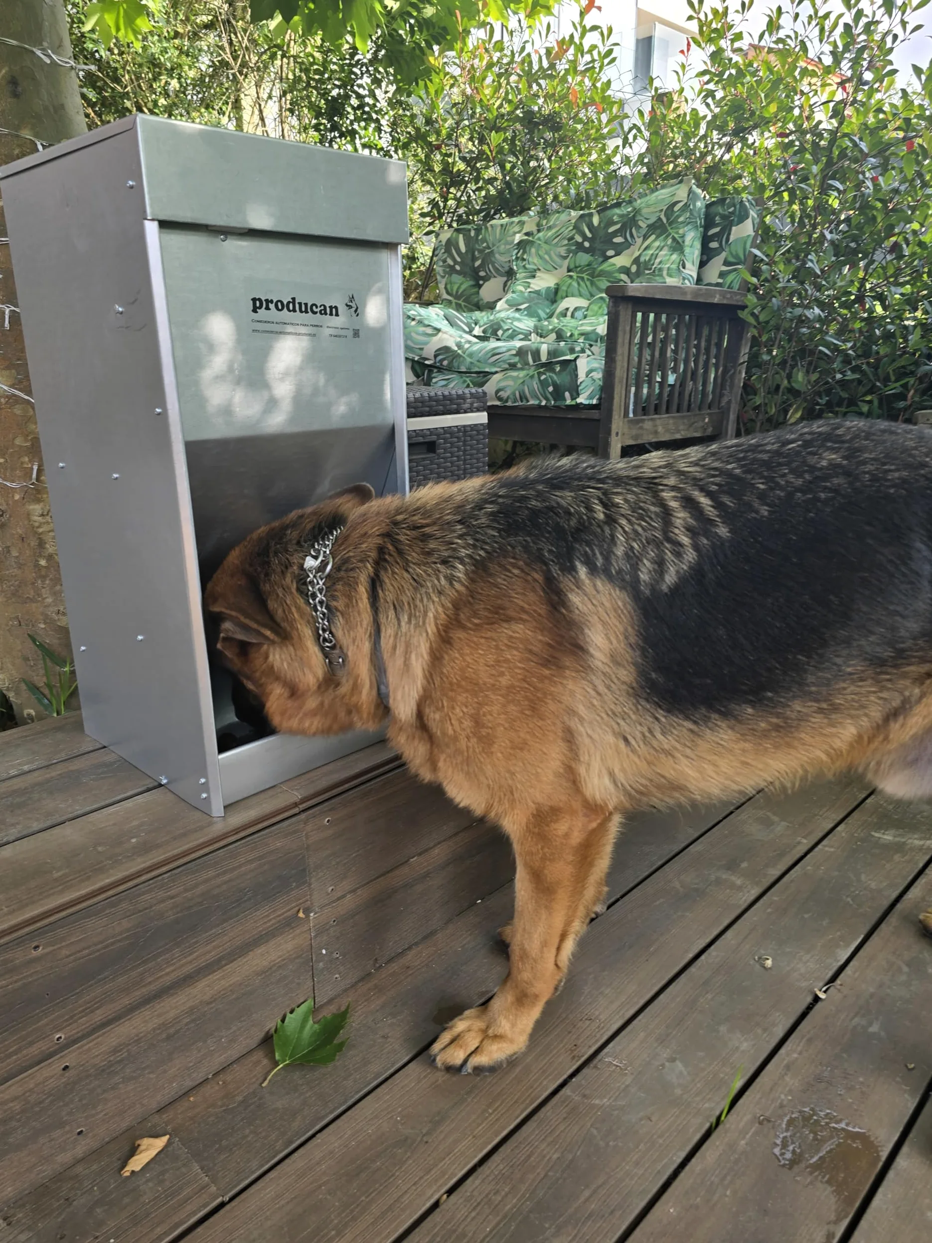 Producàn - Mangiatoia automatica da 40L per cani grandi, 220 V