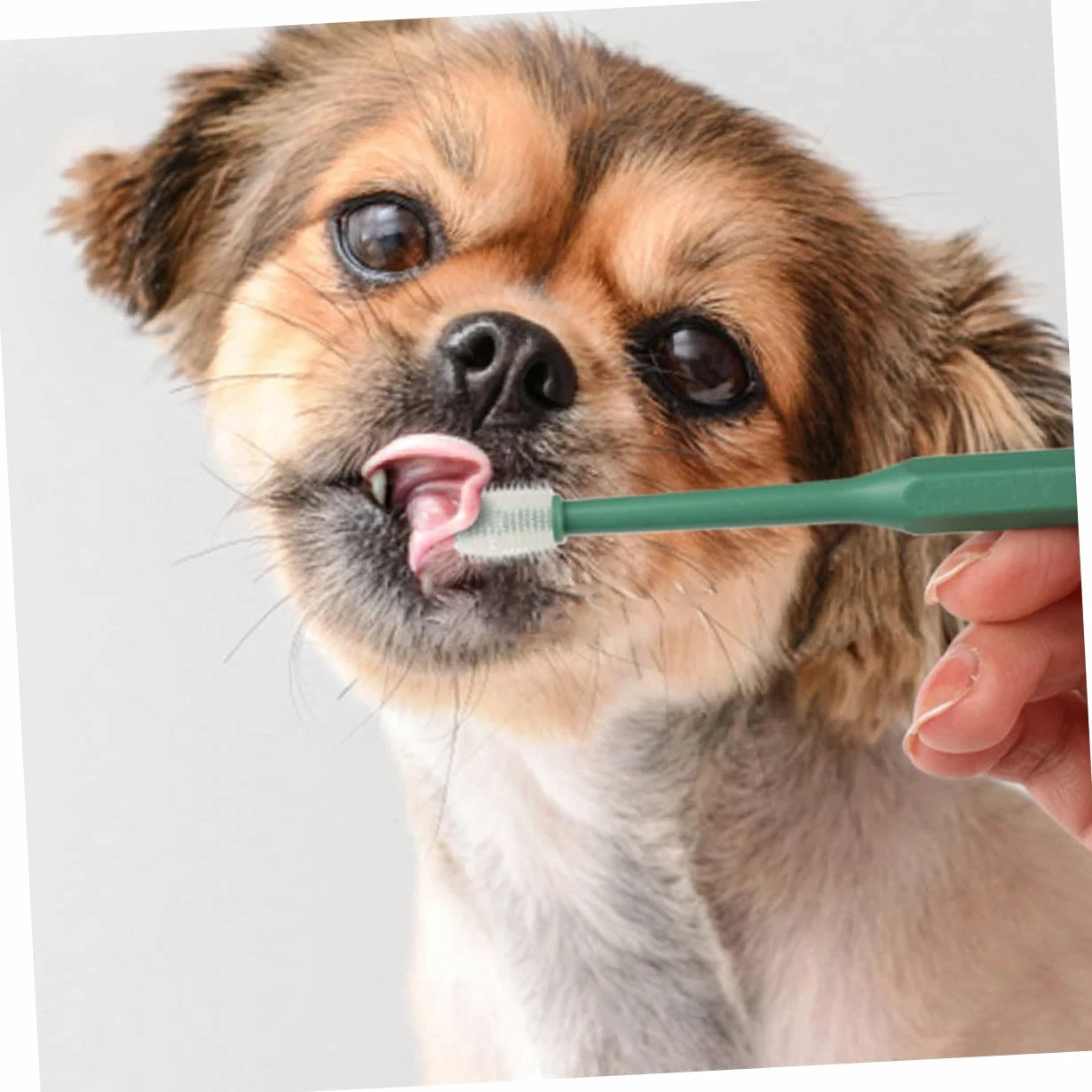BESPORTBLE 12pezzi Spazzolini Per Cani e Gatti Spazzolino Da Denti Plastica Con Setole Morbide Pulizia Orale Per Animali Domestici Manico Ergonomico e Antiscivolo Confezione Da Verdi