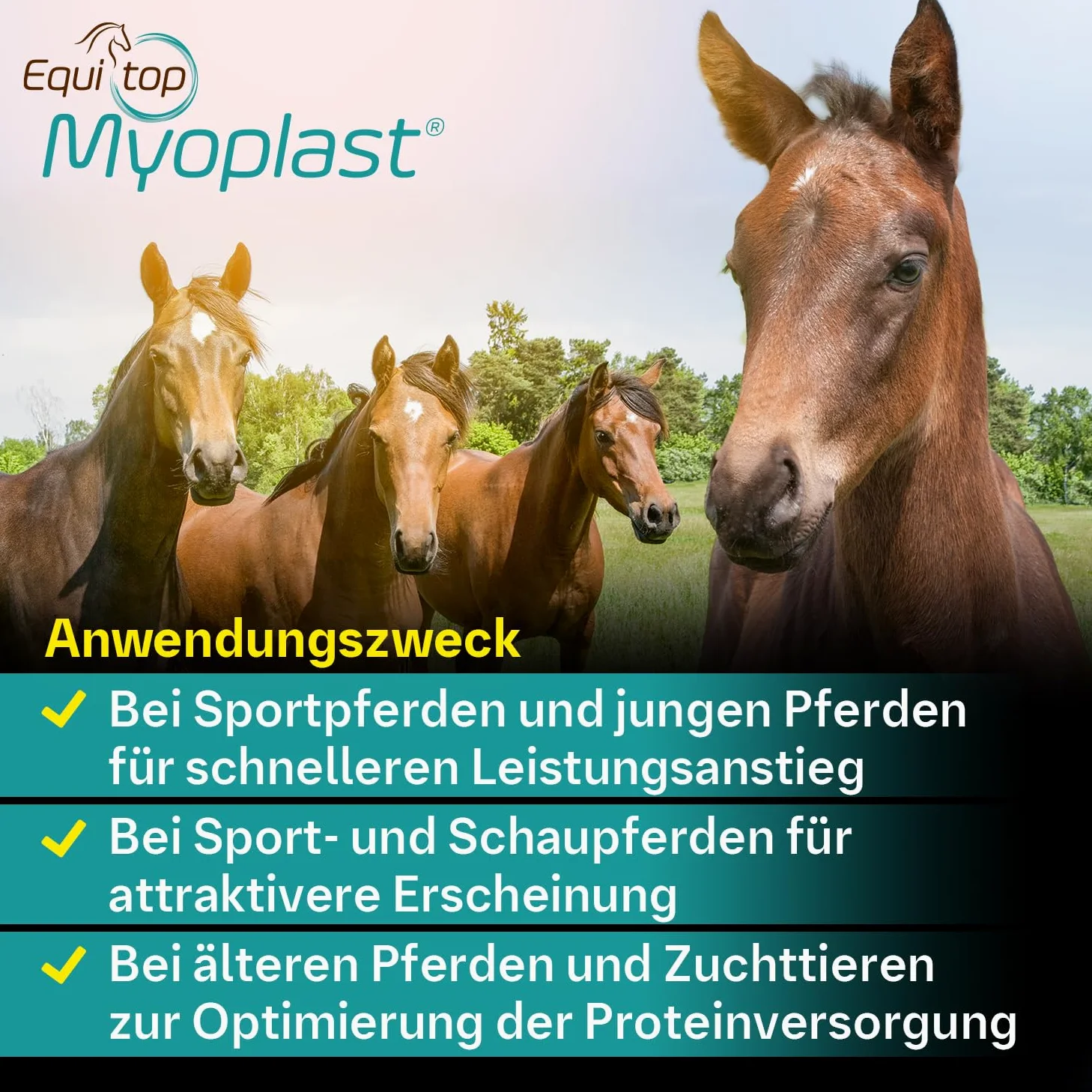 EQUITOP Myoplast