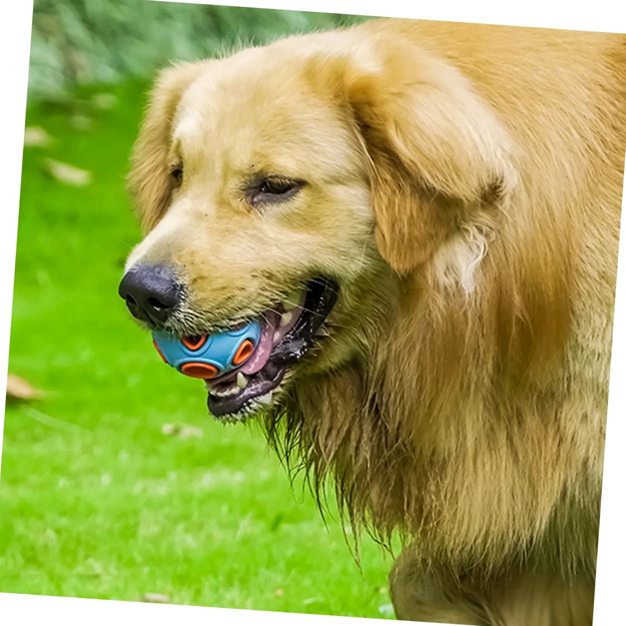 BESPORTBLE Giocattolo per Cani Interattivo in Gomma Resistente al Morso Suoneria per Stimolare Gioco la Pulizia dei Denti 2 Unitá