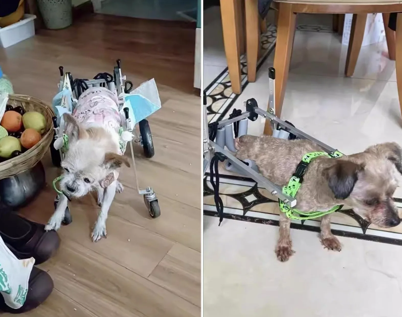Carrello Cani Disabili Sedia a Rotelle per Gatti Disabili/paralizzati per Anziani, Supporto per Gattini XXS/XS/S con Artrite, Tutore per Zampe Deboli, Auto per Camminare, Dispositivo di Assistenza per