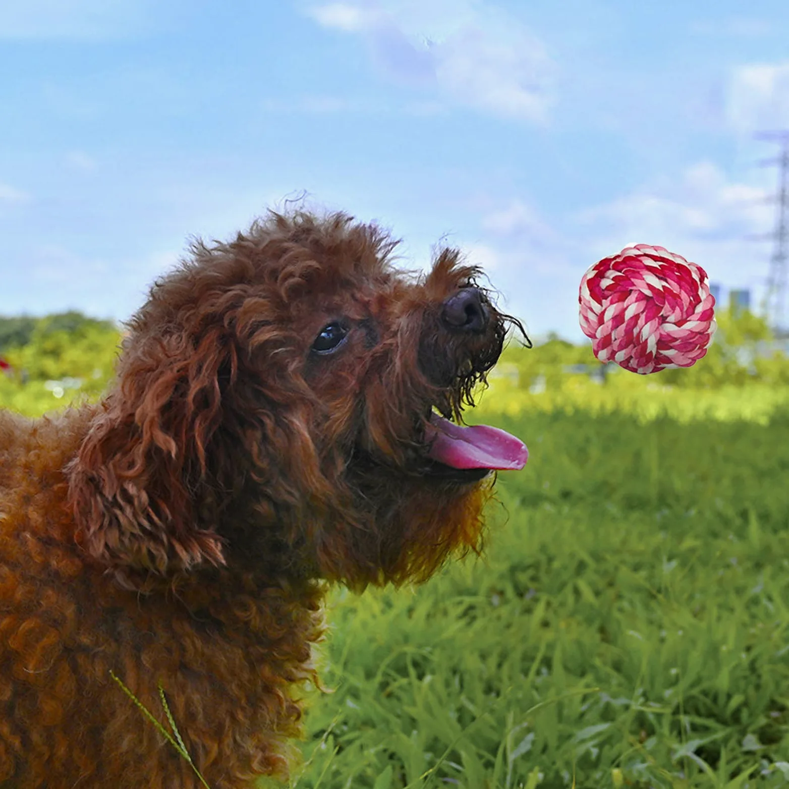 McNoryCane Cotone Naturale, Corda da Masticare Resistenti e Lavabili per la Pulizia dei Denti, Corda per Cane Grande e Cucciolo (15 Pezzi)