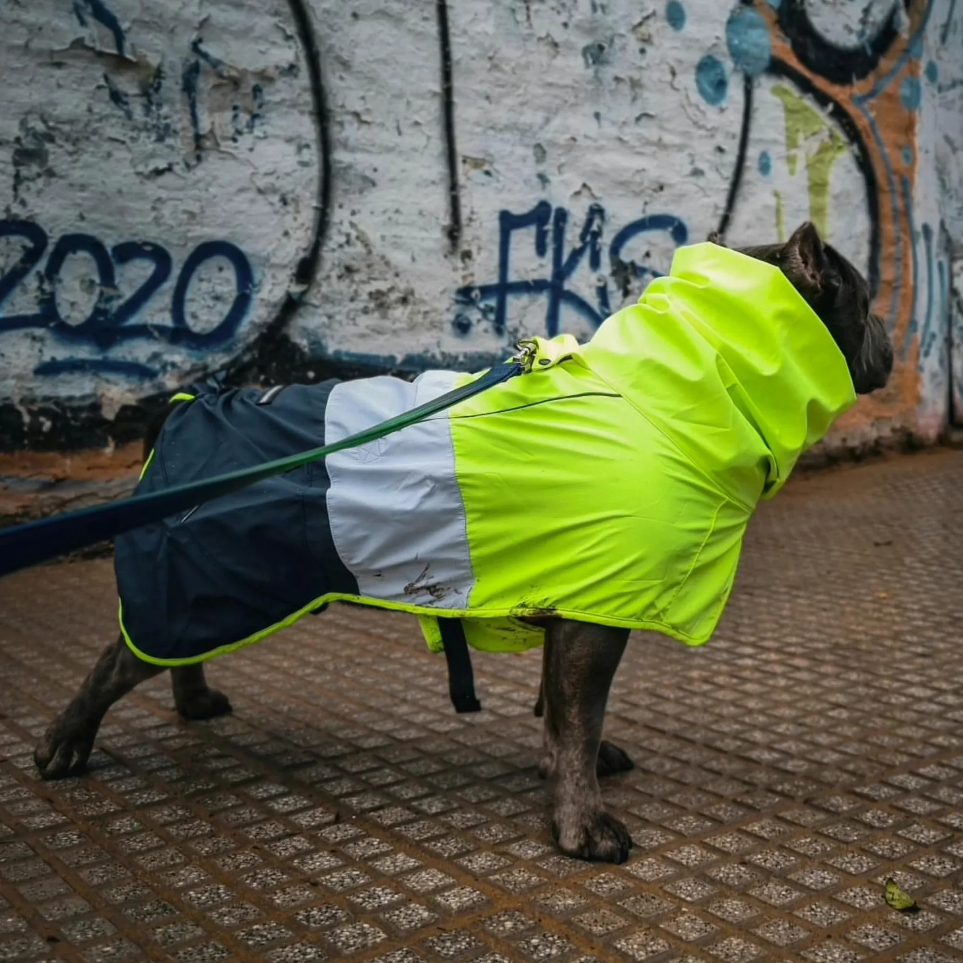 Spark Paws Impermeabile per cani, impermeabile con cappuccio, copertura completa | Rivestimento impermeabile completo con Pancia, riflettente, con fori coperti, per cani leggeri, piccoli, medi e grandi