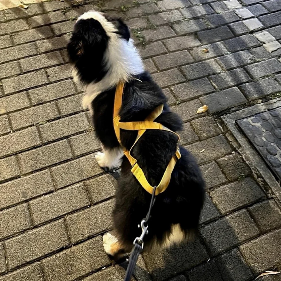 Pettorina Riflettente for Cani Da Slitta | Cintura regolabile sul petto e sul collo, cinghia in nylon resistente(Green,XX-Large)