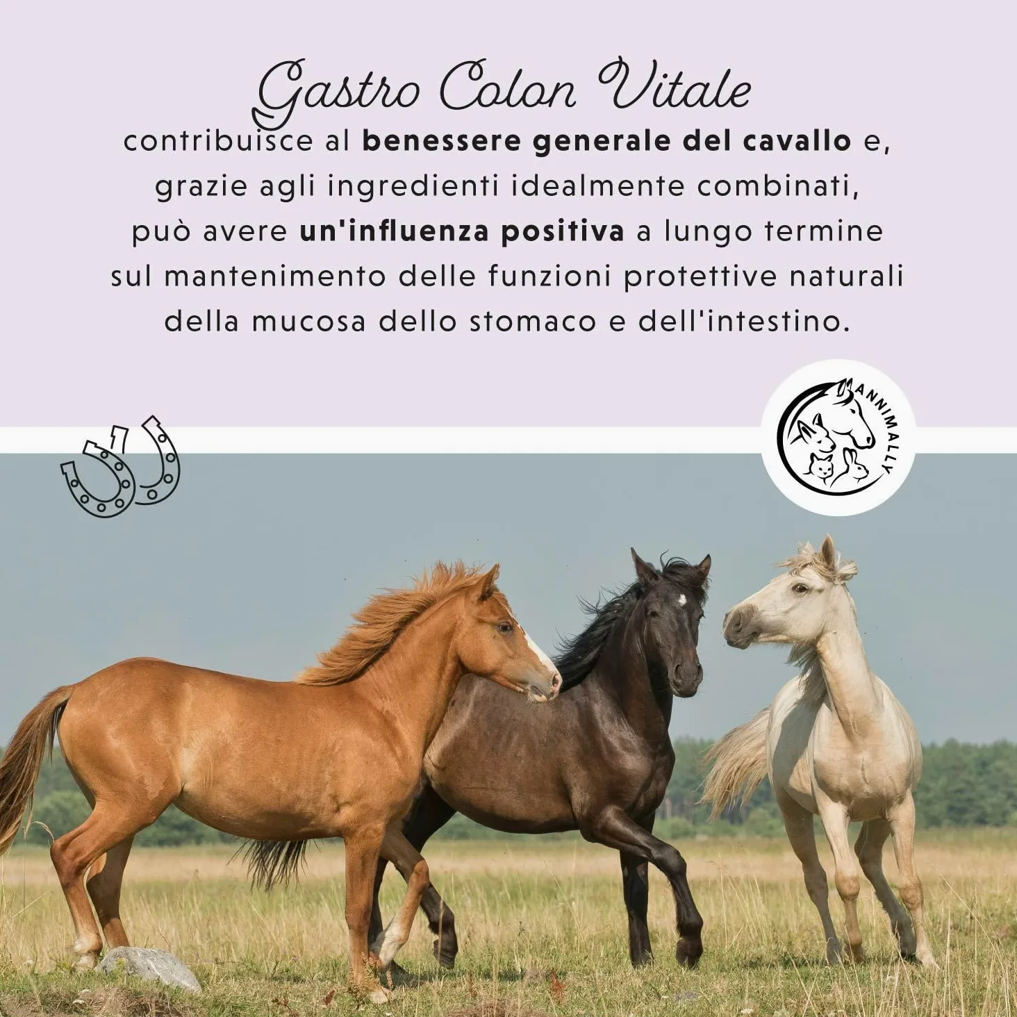 Liquido Gastro Intestinale per cavalli 1000 ml - Gastro Colon Vital per supportare la digestione, ad esempio in caso di diarrea - Erbe naturali per lo stomaco dei cavalli