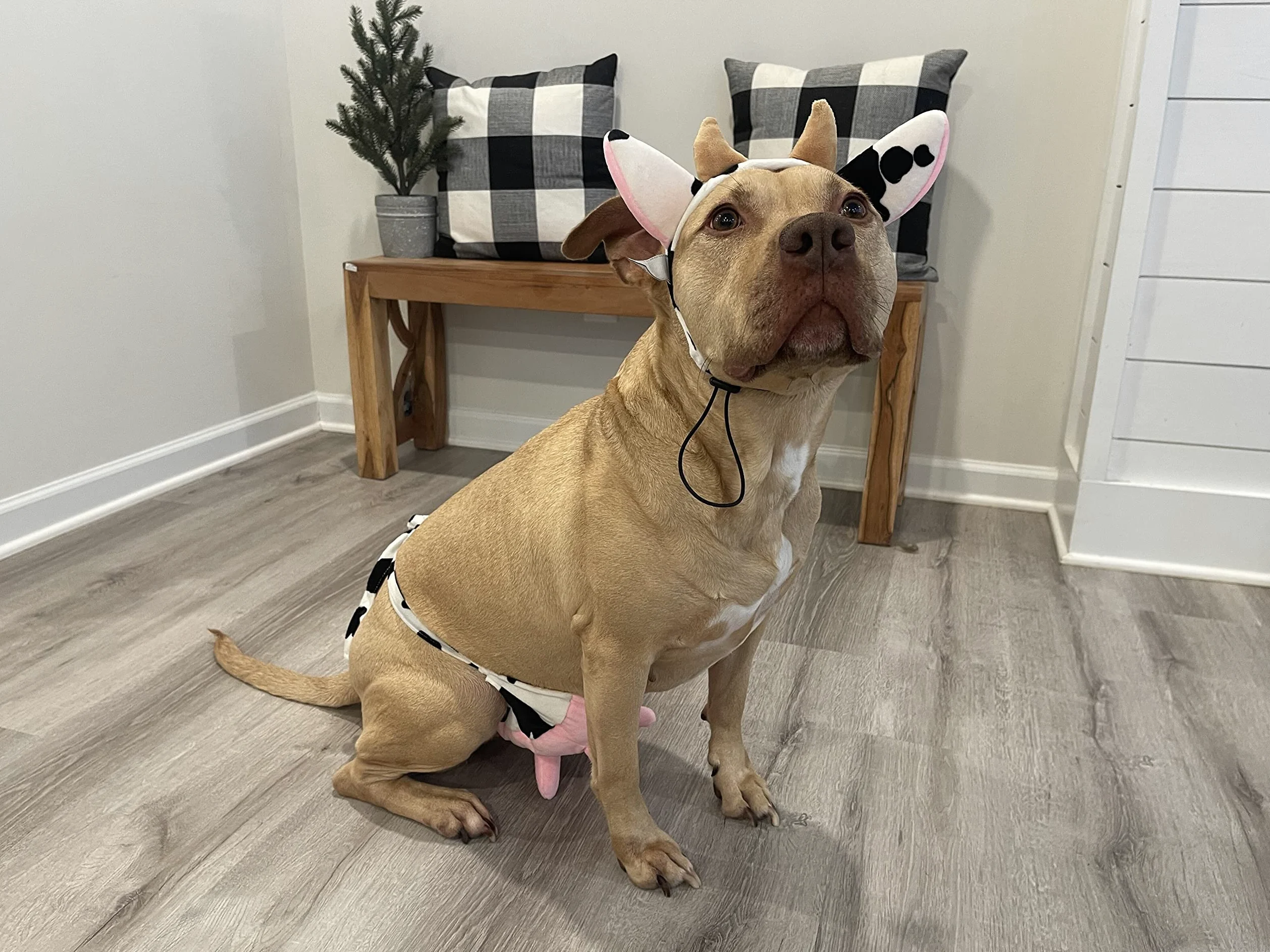 Midlee Costume per cani con fascia e mammelle