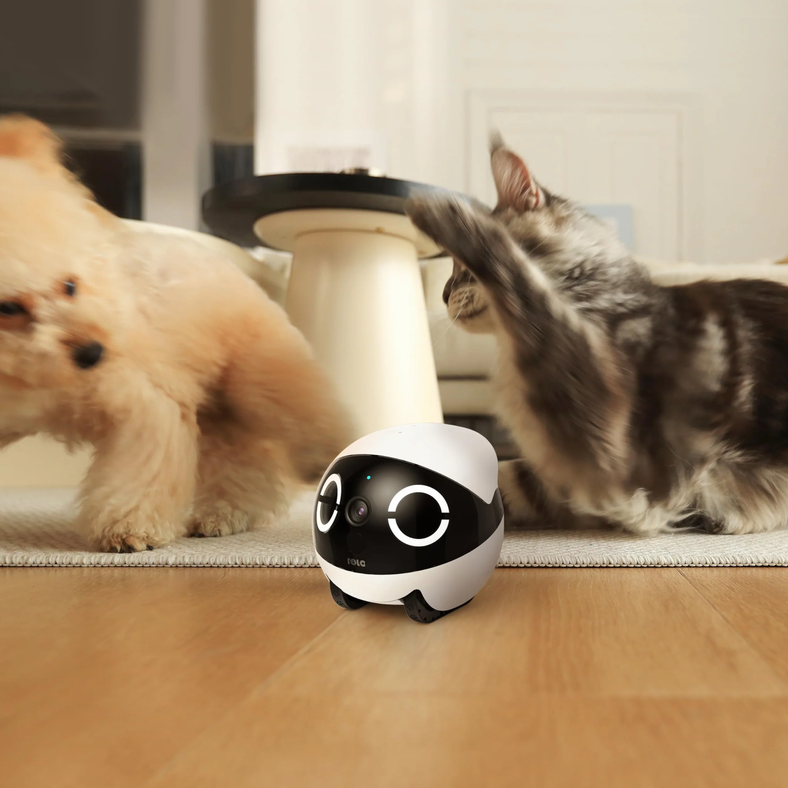 Enabot ROLA - Mini robot divertente per animali domestici