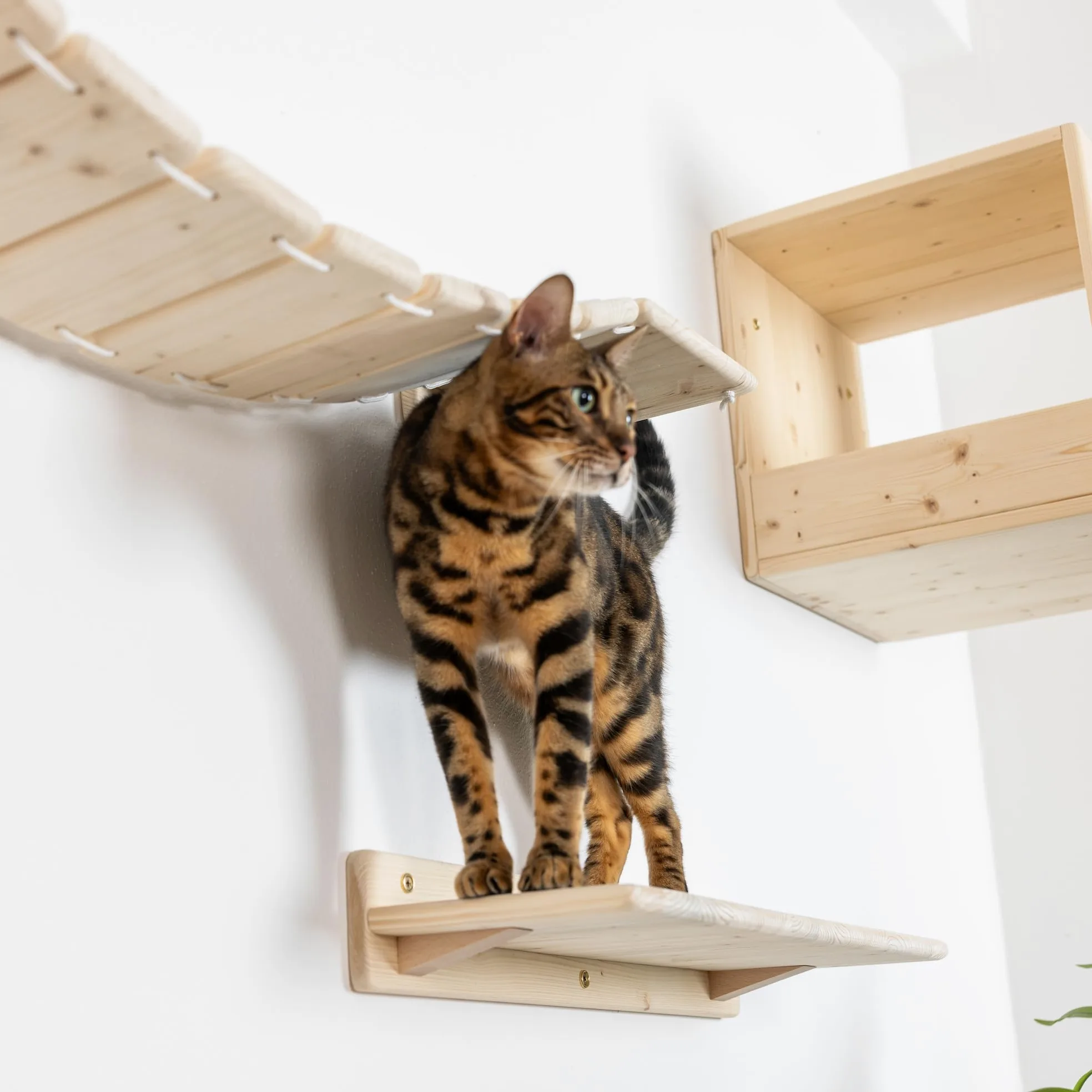 Mensole per Gatti da Parete in Legno d'Abete PEFC Artigianali, Mensola Gatto 40 cm, per Arrampicata e Percorso da Muro per Gatti con Resistenza Fino a 20 kg – Percorsipergatti