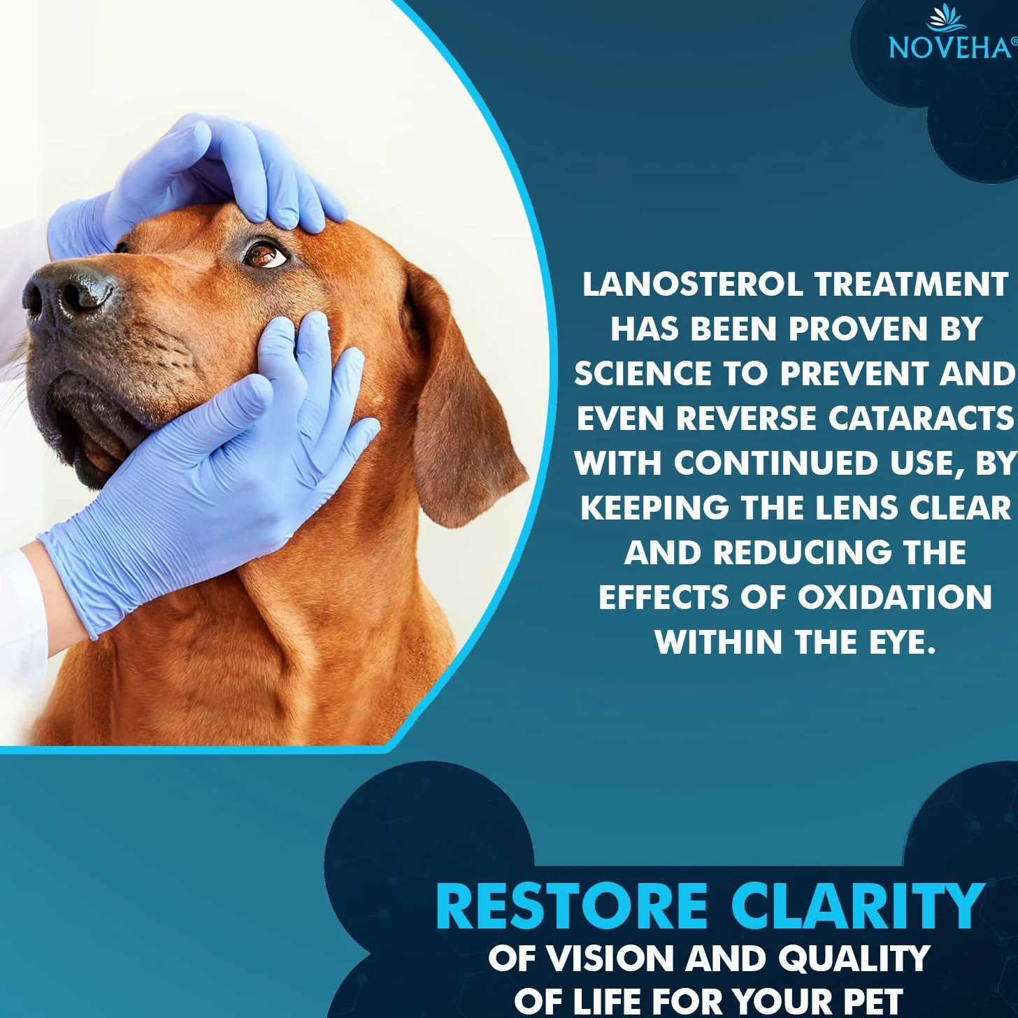 NOVEHA Gocce per animali domestici | Soluzione avanzata di lanosterolo + NAC | Gocce lubrificanti terapeutiche per cani e gatti – 2 x 10 ml