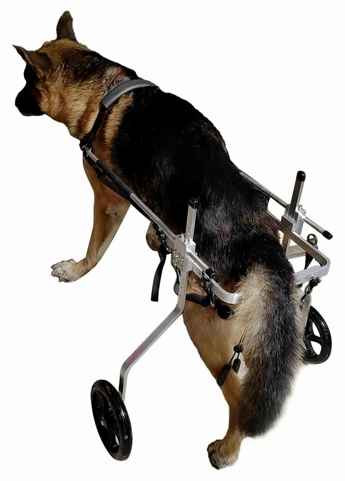 Carrello Cani Disabili, Sedia a rotelle per Cani, Deambulatore assistito a 2 Ruote for Arti Posteriori paralizzati, Carrello for la Mobilità in Alluminio(Size XXXL)