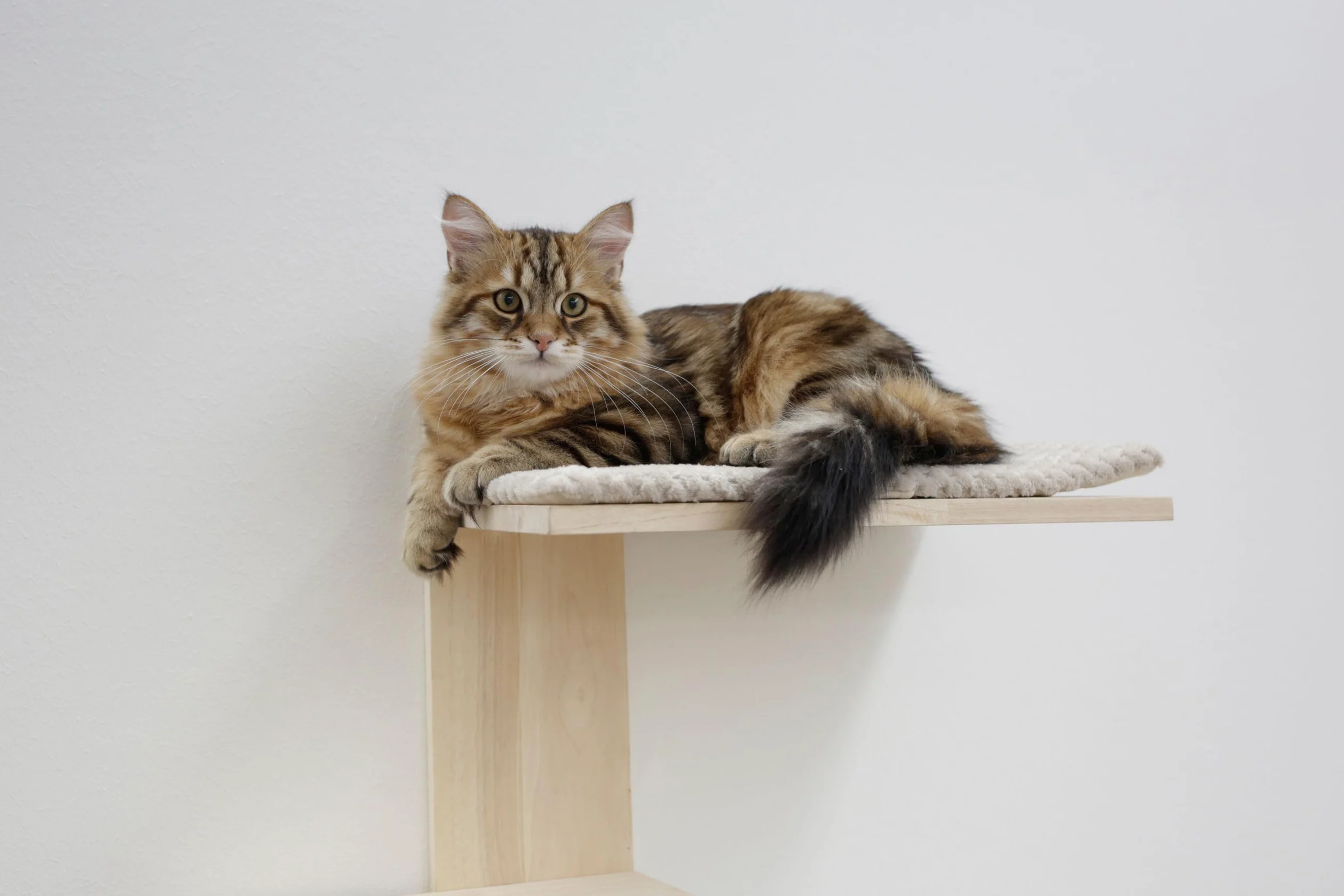 Kerbl Pet albero tiragraffi da parete Timber, 150 cm, legno massiccio, salvaspazio, cuscini in peluche rimovibili, tavola in sisal per la cura degli artigli, per gatti fino a 4,5 kg