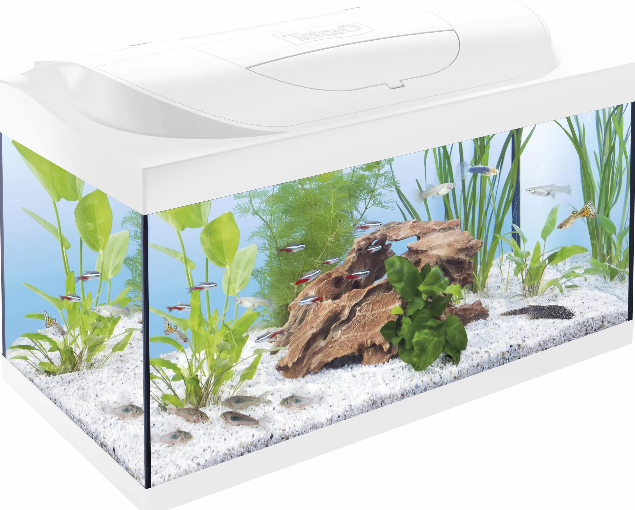 Tetra Acquario Starter Line 54 L, bianco, set completo - include illuminazione a LED diurna e notturna, filtro interno, riscaldatore, cibo per pesci e condizionatore