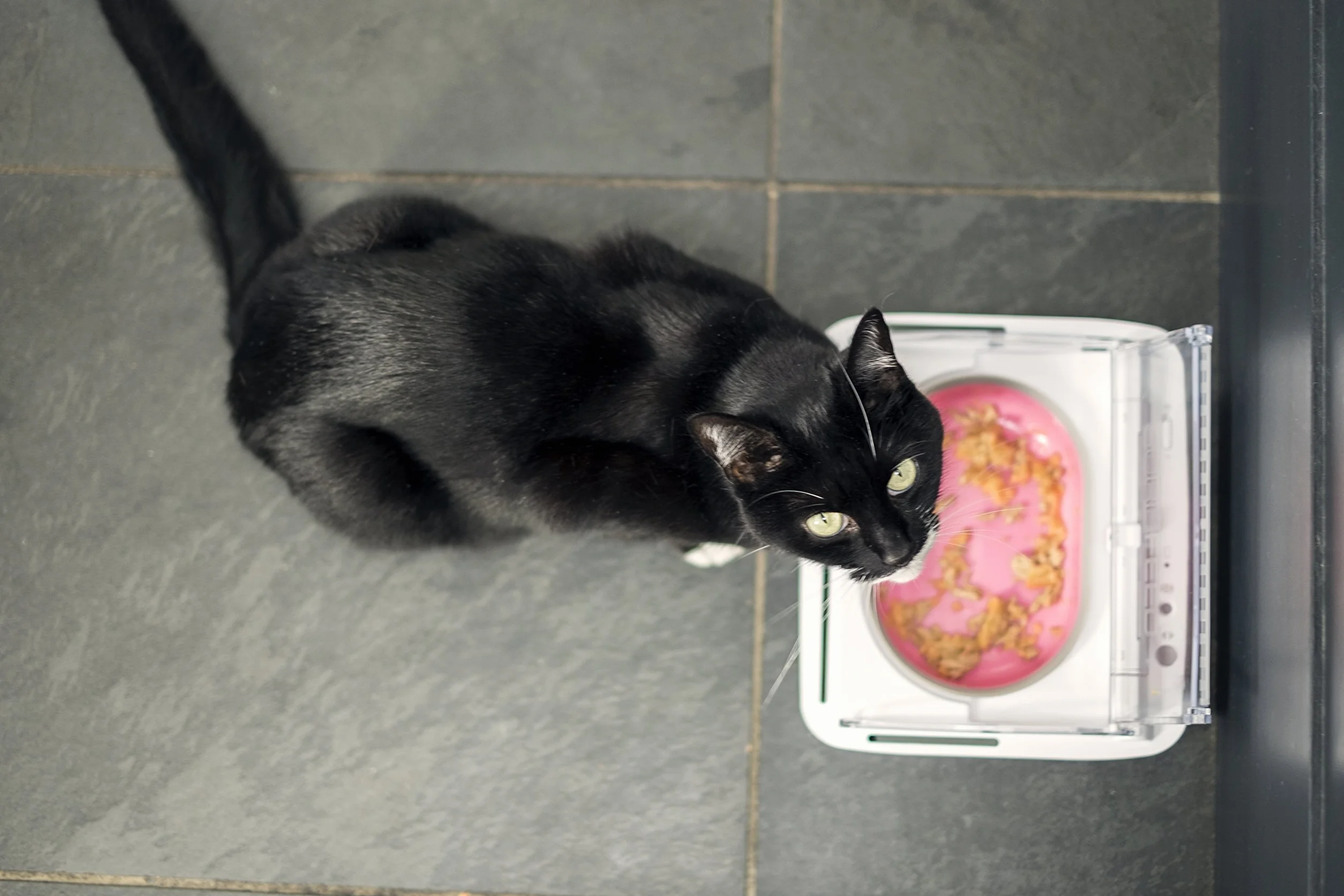 Ciotola intelligente con lettore di microchip SureFeed Sure Petcare per gatti e piccoli cani, coperchio attivato dal movimento, per cibo umido e secco, richiede 4 batterie a cella C (non incluse)
