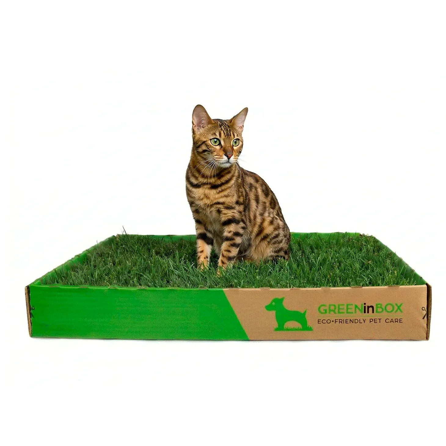 Special CAT - Zolla per Gatti in vera erba - Prato Naturale con Erba dei Gatti, 60x40 cm