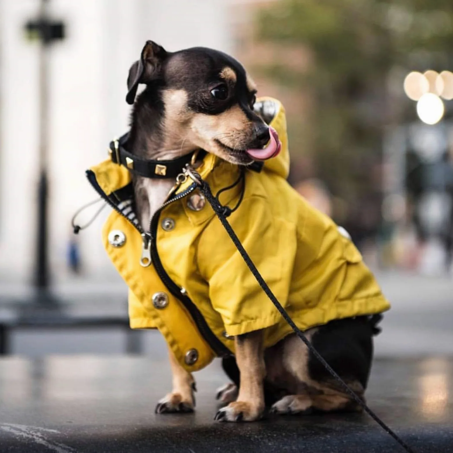 Impermeabile per cani, Impermeabile for cani da compagnia, impermeabile for cani, con cappuccio, regolabile, elegante, con cappuccio rimovibile for cani