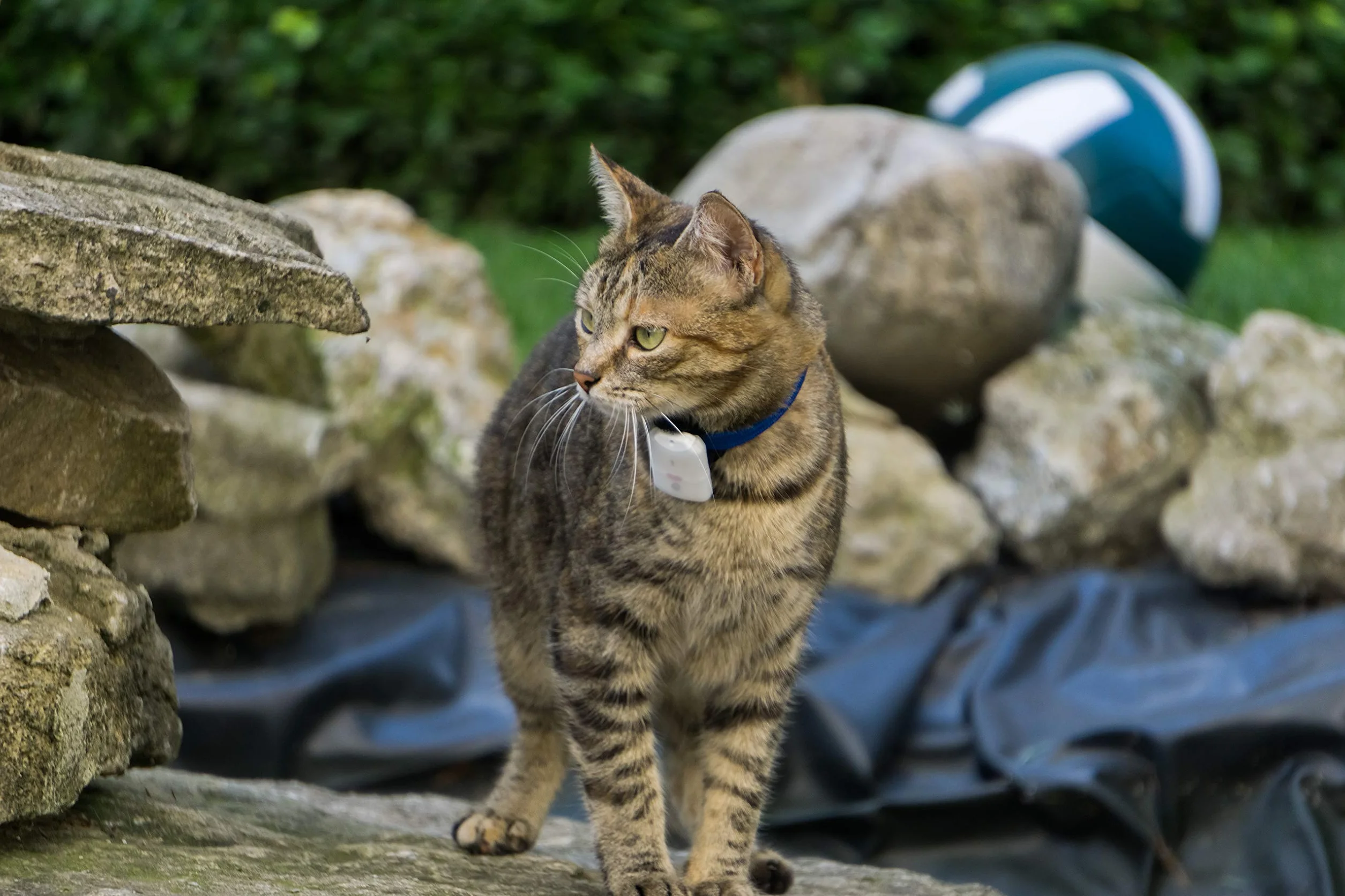 / Localizzatore Gatto/Senza Abbonamento/Localizzazione con Onda Radio Non GPS/Localizza Anche all'Interno Come in Cantine e Garage/Tracciatore Cane, Gatto - Raggio 500m