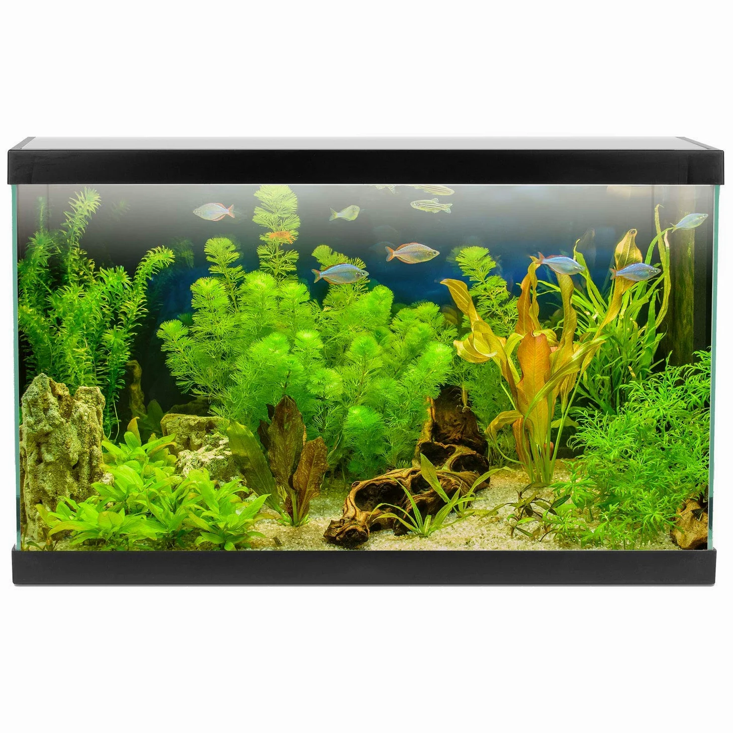 AQPET One Mini Acquario in Vetro Colore Nero 20 Litri Completo di Accessori 36x22x26h Inclusa Luce a LED
