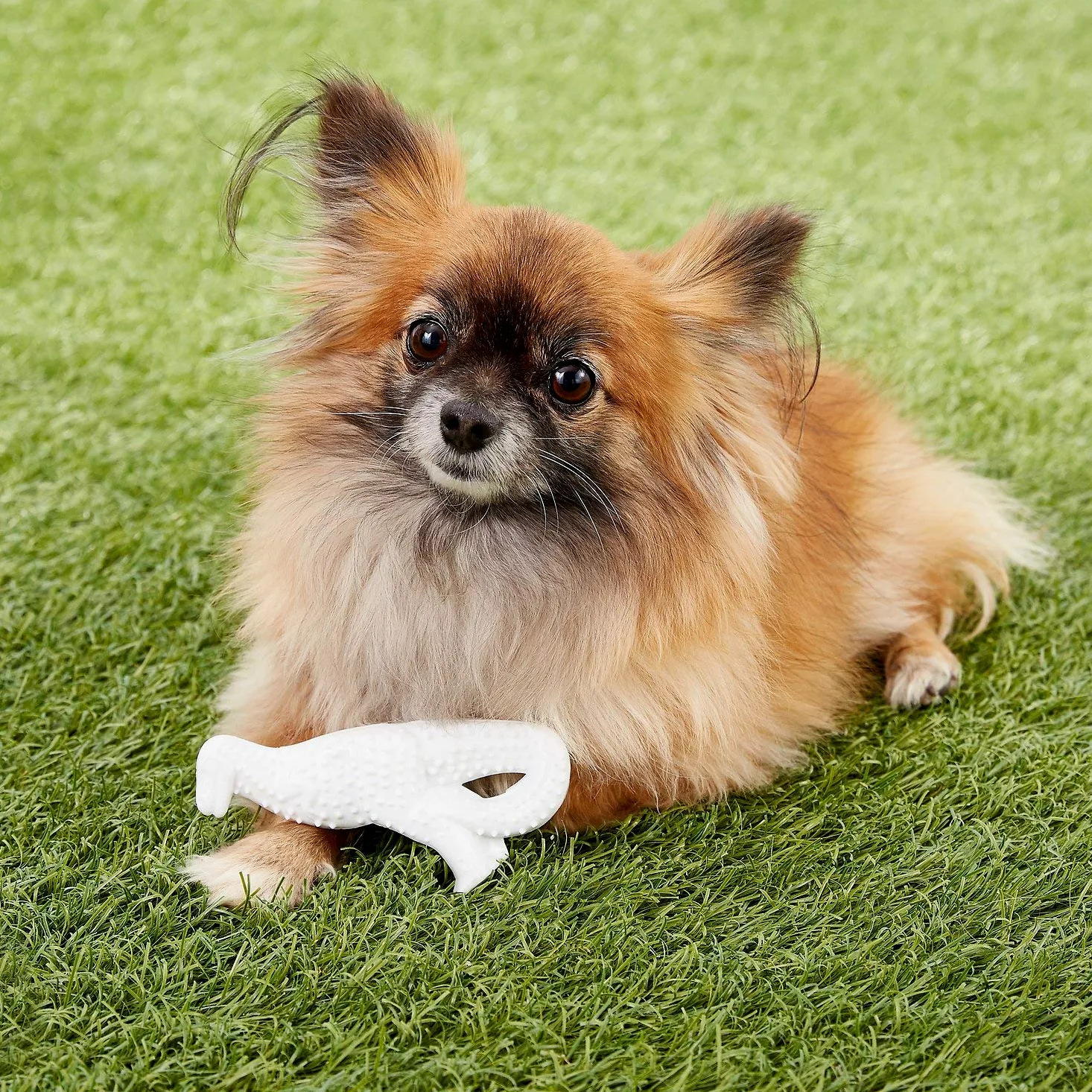 Nylabone Dura Dental Dino - Giocattolo da masticare per cani, 3 pezzi