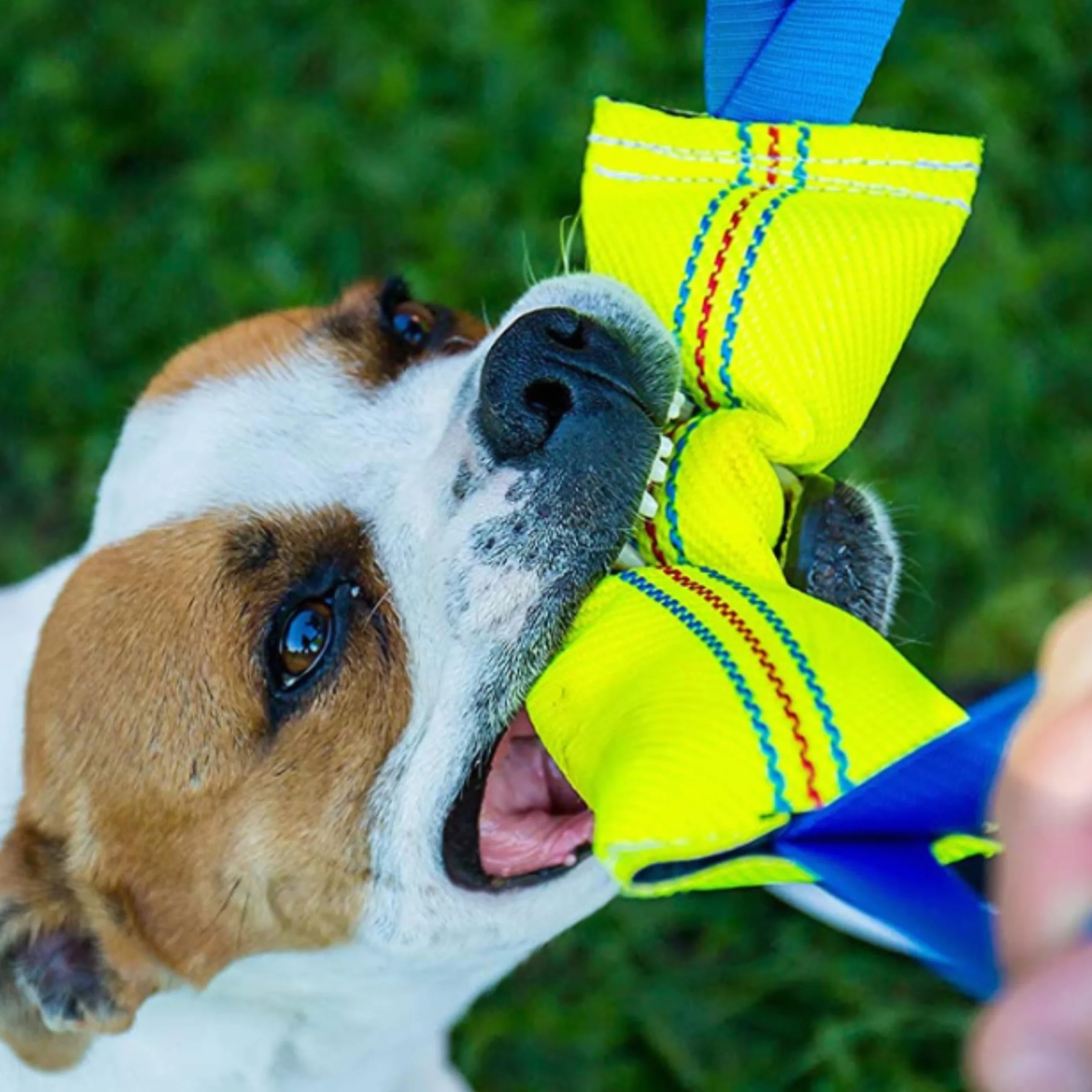 Bull Fit Manicotto per Cani 2 pezzi, con Cuciture Esterne, con due Fiocchi - Duraturo, fatta a mano in manichetta antincendio - per l'addestramento o per il gioco