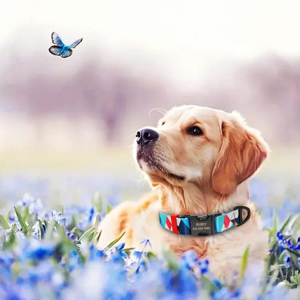 Collare e guinzaglio per Cani Personalizzati Collari per Animali Domestici in Nylon Scozzese con targhetta identificativa incisa Guinzaglio da Passeggio per Cani di Taglia Piccola