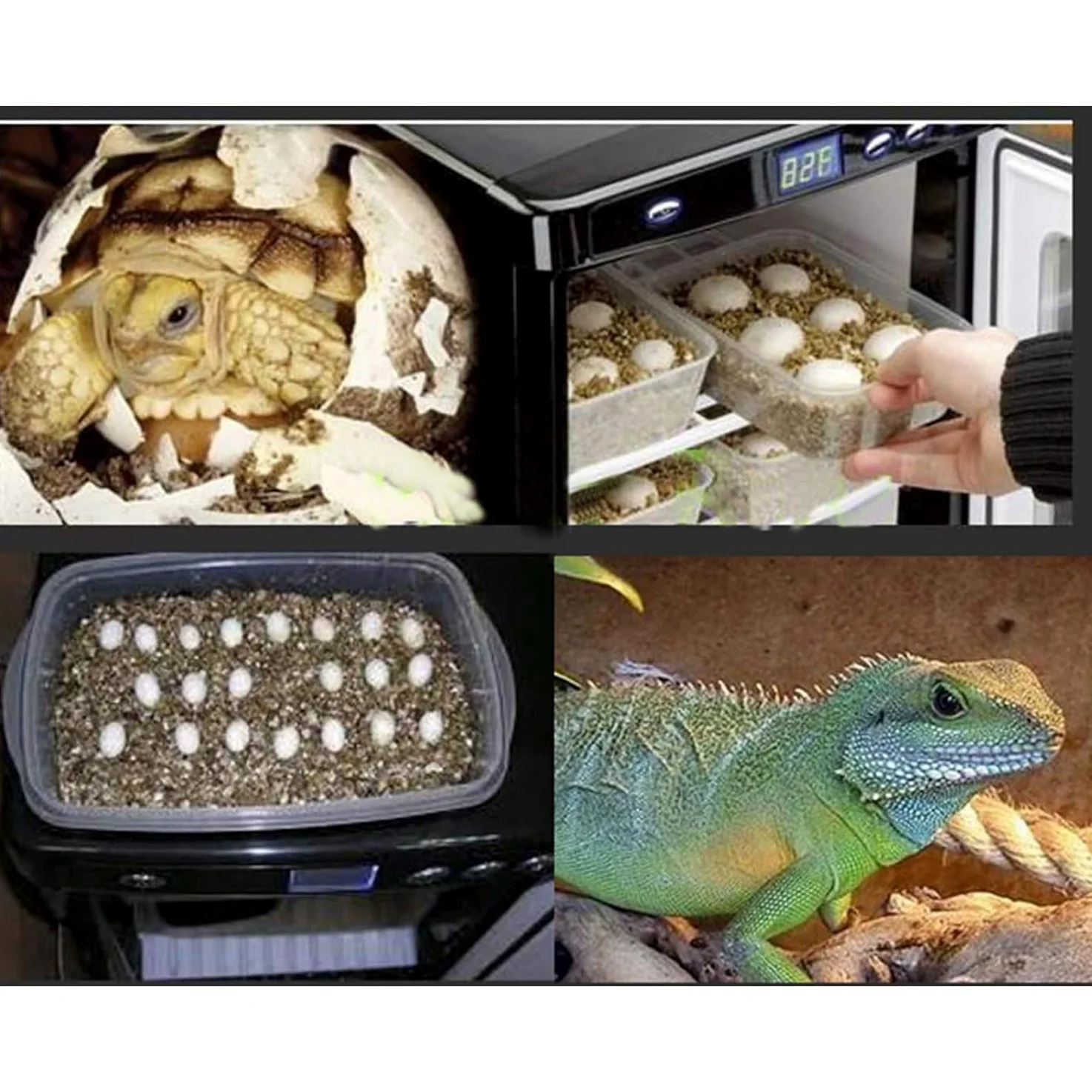 Incubatrice for rettili, incubatrice Animali Domestici da 25 Litri, Uova di Raffreddamento e Riscaldamento 5-60 ° C, Laboratorio scientifico Dig