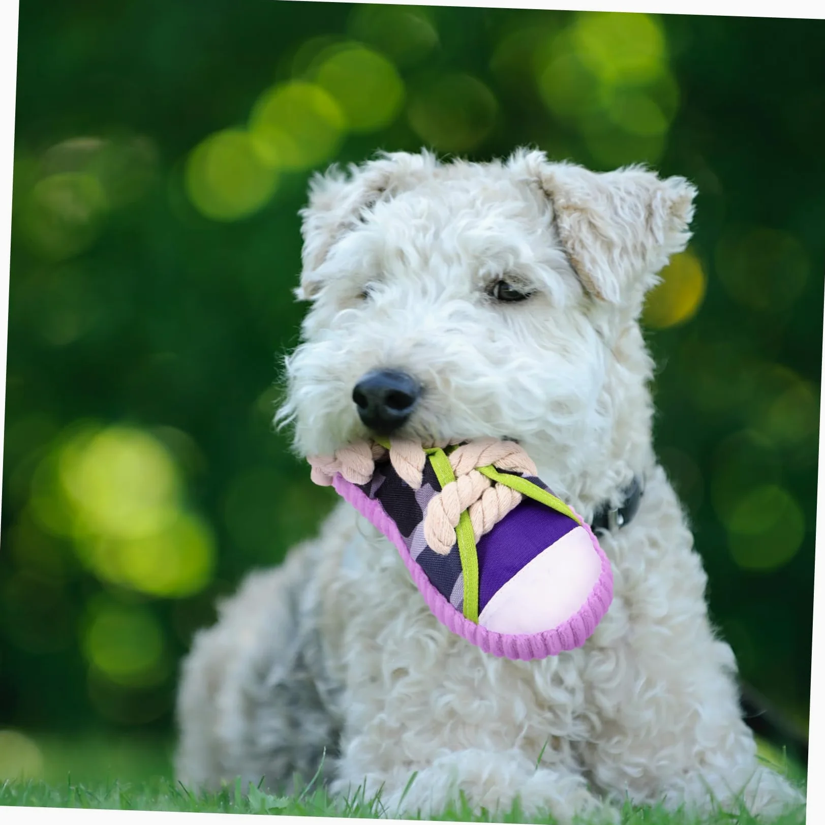 Yardwe Giocattolo Da Masticare Per Cani Giocattolo Molare Resistente Forma Divertente Per Piccoli Cani Materiale Sicuro e Leggero Aiuta Pulire i Denti e Alleviare i Problemi Di