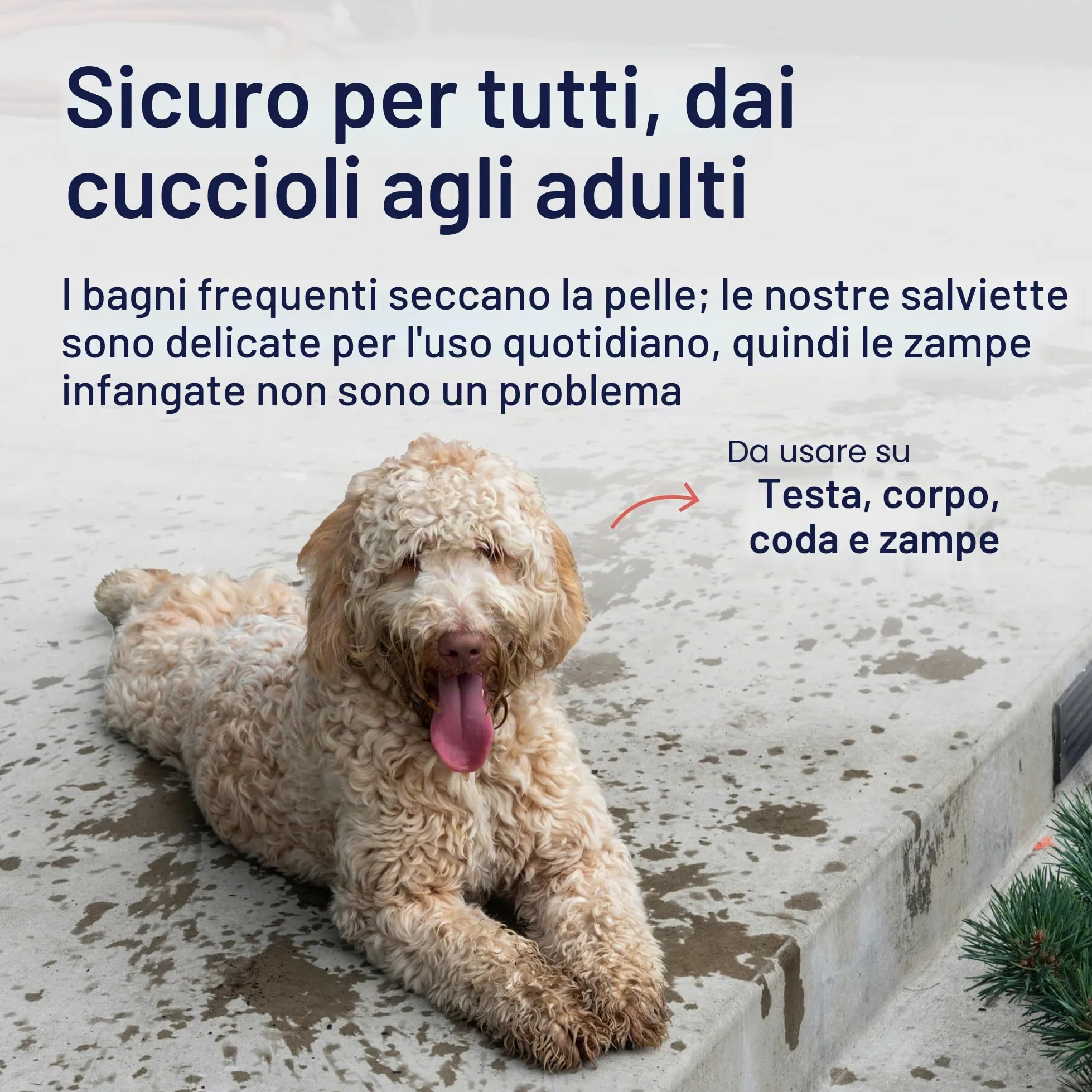 Petpost | Salviette per la Pulizia dei Cani - Salviette Grandi e Deodoranti al Profumo di Fiori di Ciliegio - 70 Tamponi in Cotone Ultra Morbido con Soluzione Detergente (Fiori di Ciliegio)