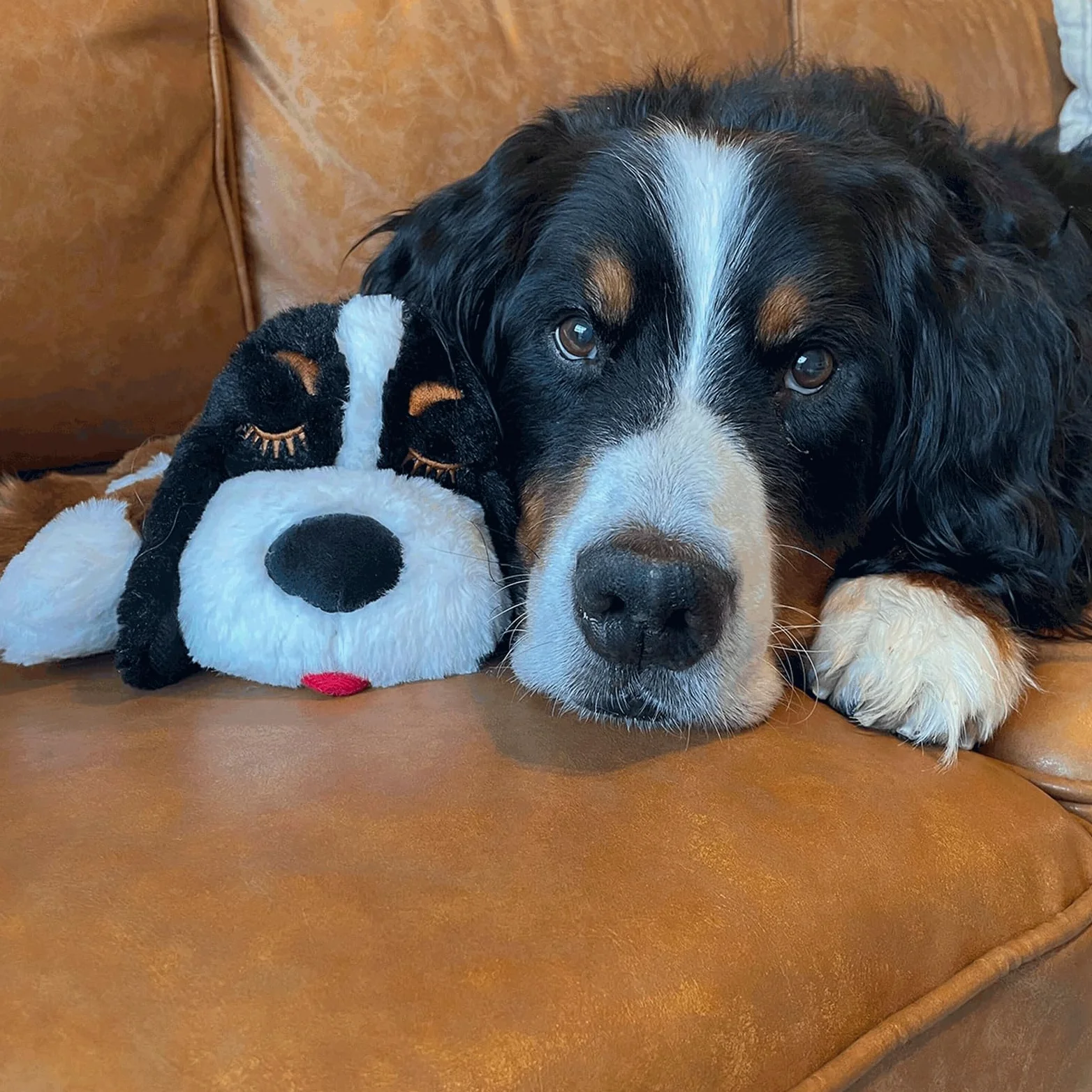 Snuggle Puppy Plus - Peluche per cani con battito cardiaco, sollievo dall'ansia e aiuto calmante, giocattolo comodo per allenamento comportamentale (Bernese)