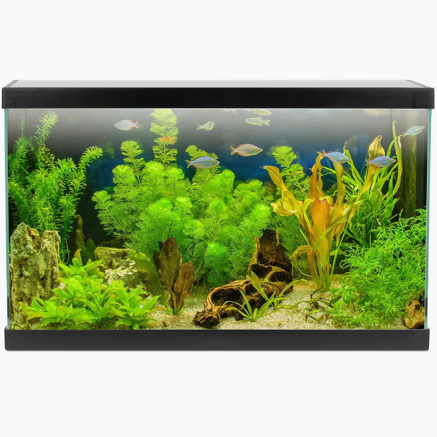 AQPET One Mini Acquario in Vetro Colore Nero 20 Litri Completo di Accessori 36x22x26h