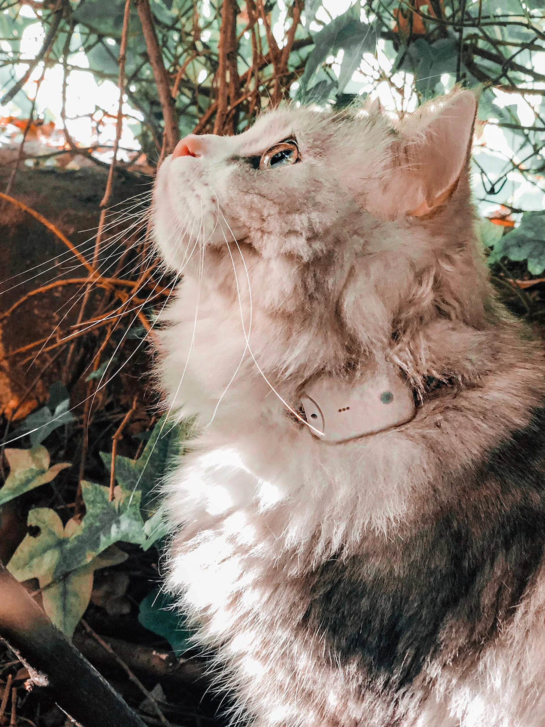 / Localizzatore Gatto/Senza Abbonamento/Localizzazione con Onda Radio Non GPS/Localizza Anche all'Interno Come in Cantine e Garage/Tracciatore Cane, Gatto - Raggio 500m