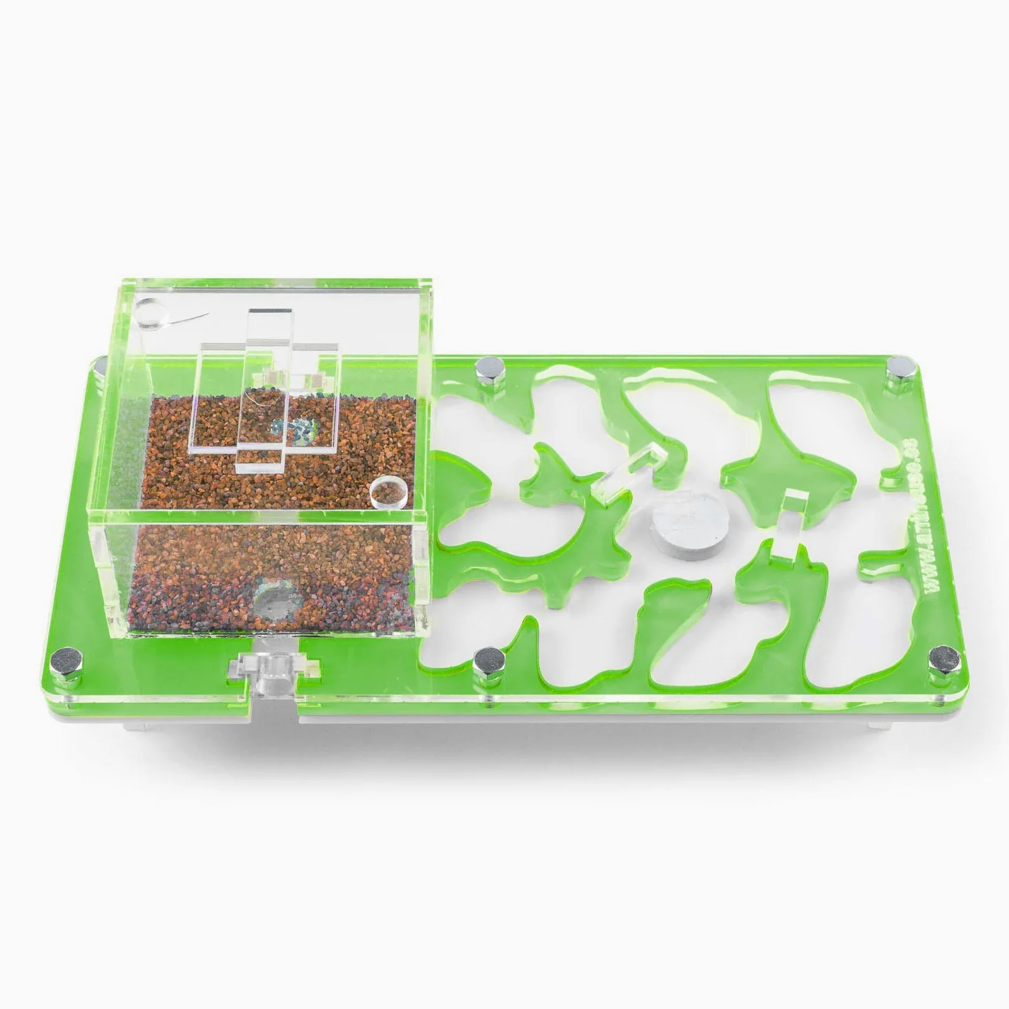AntHouse - Formicaio Acrilico NaturColor 20x10x1cm - con Sistema di umidità Fungo (Formiche Incluse) - Verde