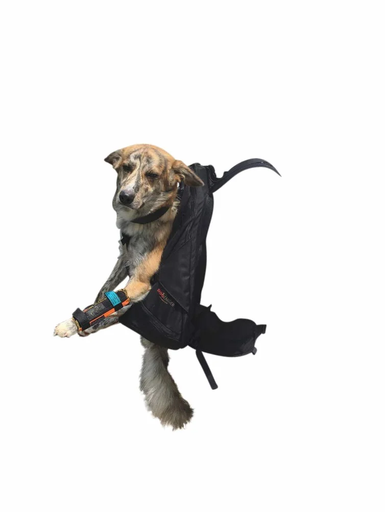 PREMIUM Zaino per Cani Sacchetto del Cane Borsa da Trasporto per Cani 15-30