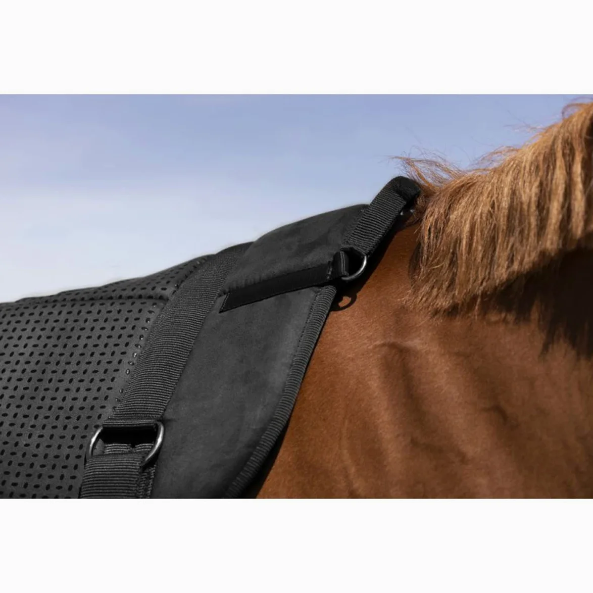 Equithème Bareback Pad Norton Black in Size: Full (EU). - Nero - Full