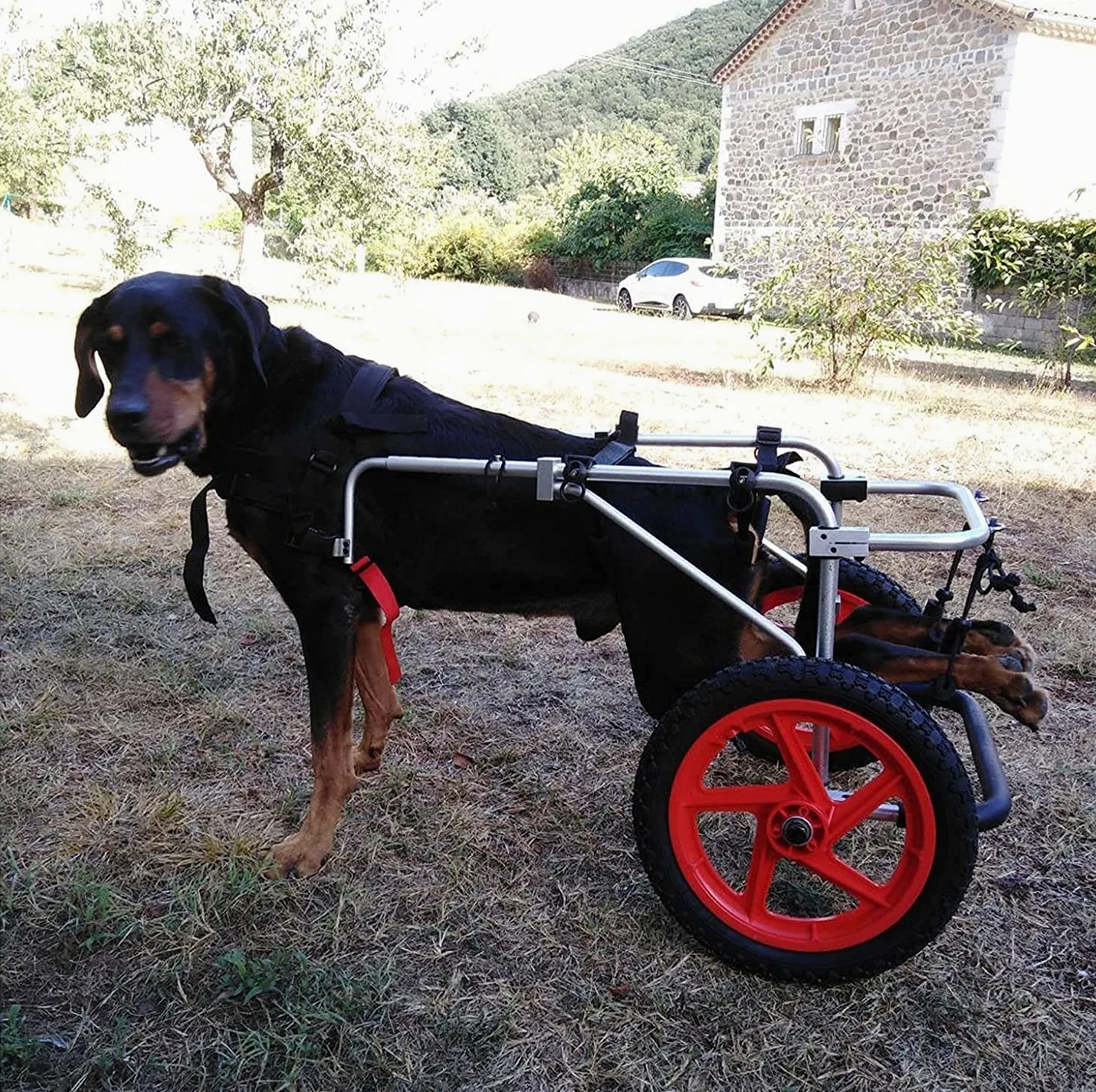 Sedia a Rotelle per Cane Carrellino Scooter Carrozzina per Cani,Adatto a Animali Domestici Disabili Piedi Gambe Posteriori Riabilitazione,Regolabile,2 Ruote
