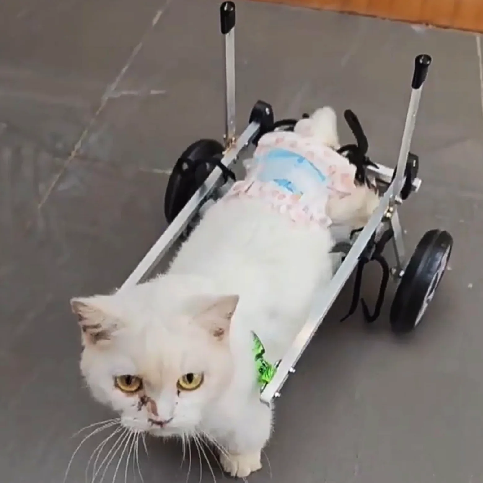 Carrello Cani Disabili Sedia a Rotelle per Gatti Disabili/paralizzati per Anziani, Supporto per Gattini XXS/XS/S con Artrite, Tutore per Zampe Deboli, Auto per Camminare, Dispositivo di Assistenza per