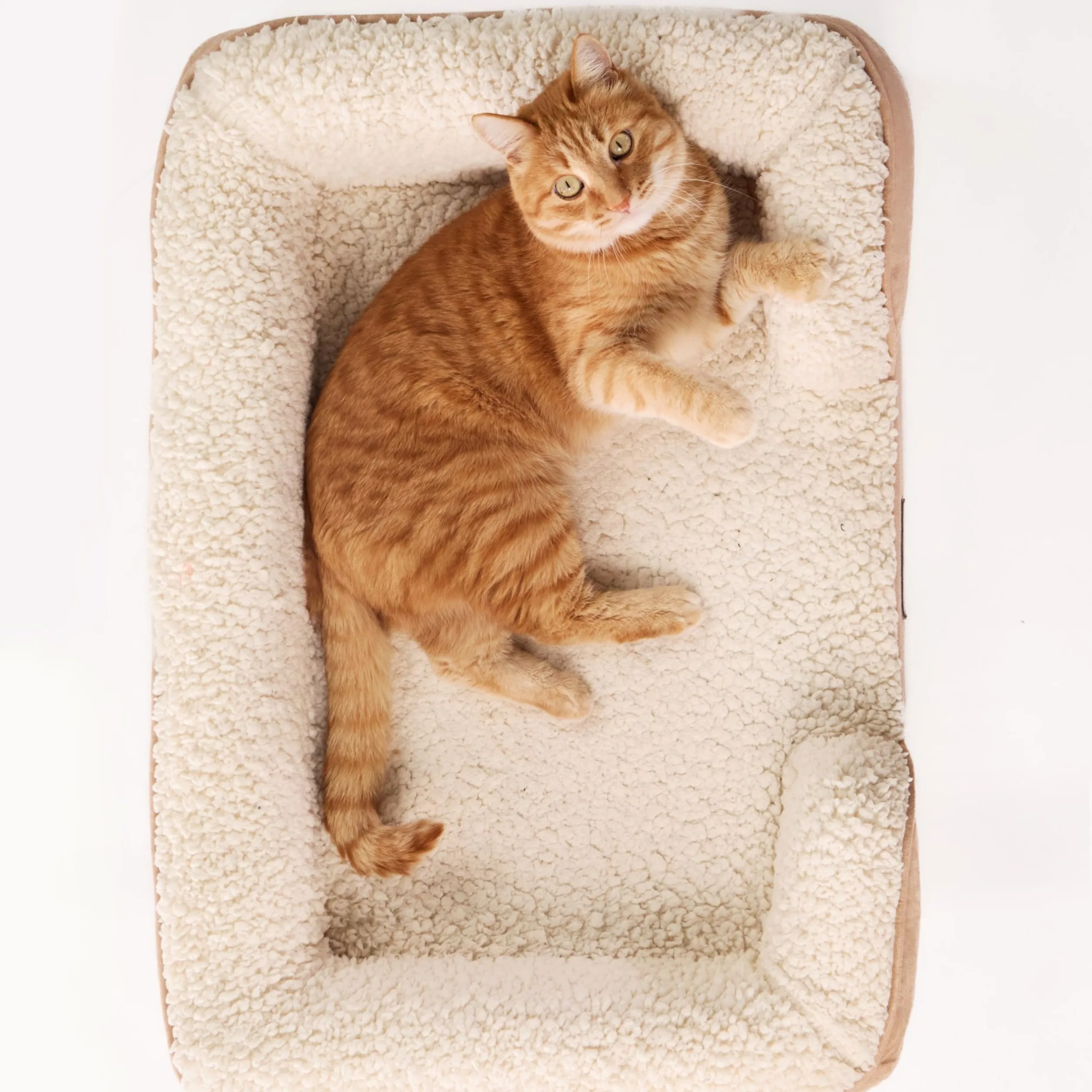 Cuccia Ortopedica per Gatti con Bordi Rialzati – Letto Morbido e Lavabile per Gatto, Materasso memory foam con Fondo Antiscivolo, Fodera Sfoderabile, Cuccia Comfort Premium (SMALL)