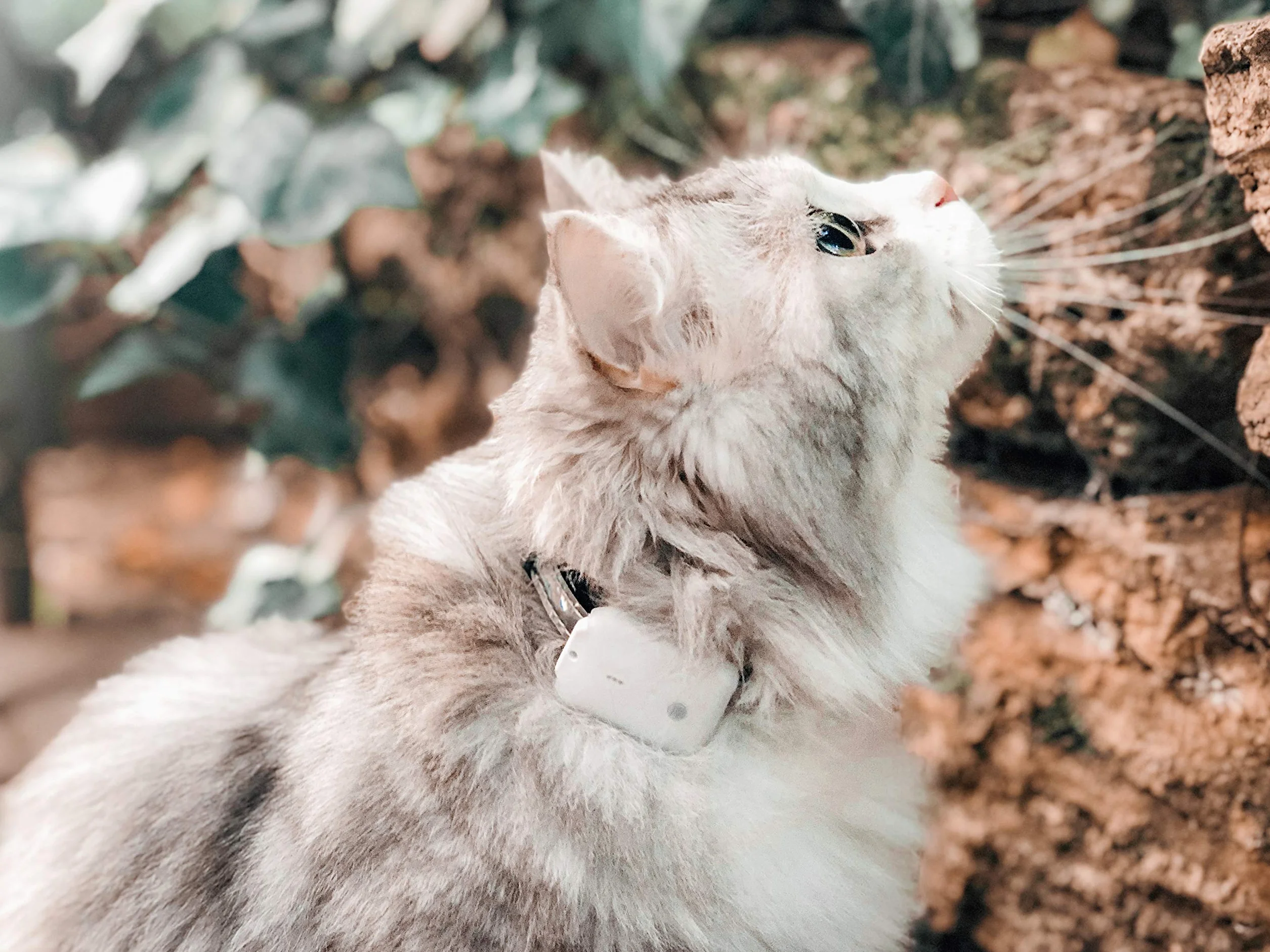 / Localizzatore Gatto/Senza Abbonamento/Localizzazione con Onda Radio Non GPS/Localizza Anche all'Interno Come in Cantine e Garage/Tracciatore Cane, Gatto - Raggio 500m