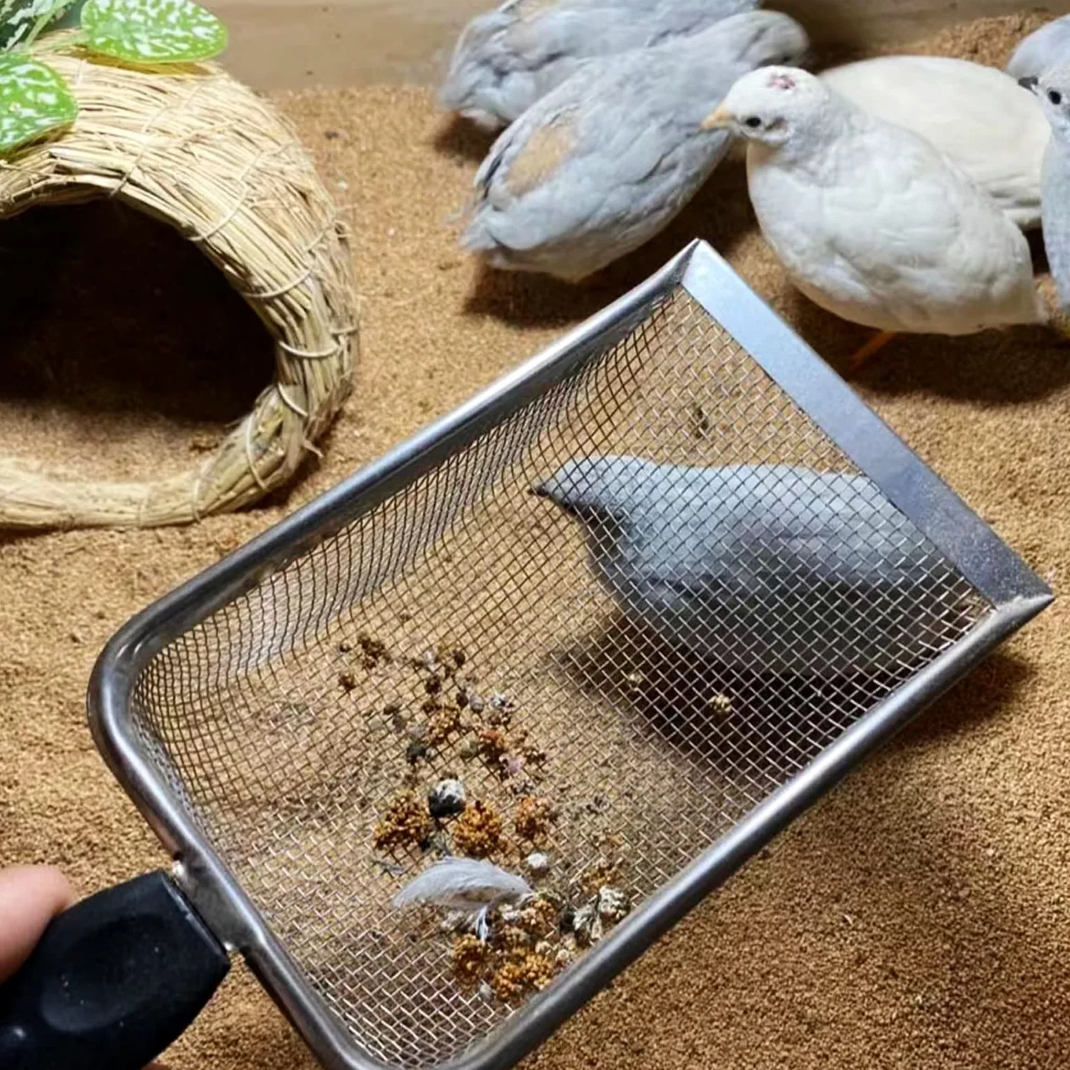 Rettili Acciaio Inox Sabbia Paletta In Metallo Setaccio Rete Fine Terrario Substrati Cleaner Angolo Setaccio Cleaner