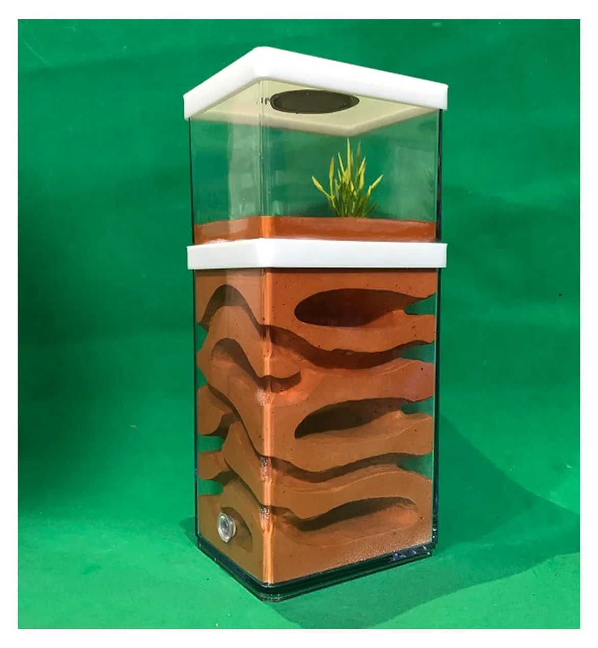 Casa Delle Formiche, Nido In Formica Gesso Fattoria Di Formicai Formicaio Formicarium AntHouse Ant Farm Scatola Per Formiche Alimentazione Habitat