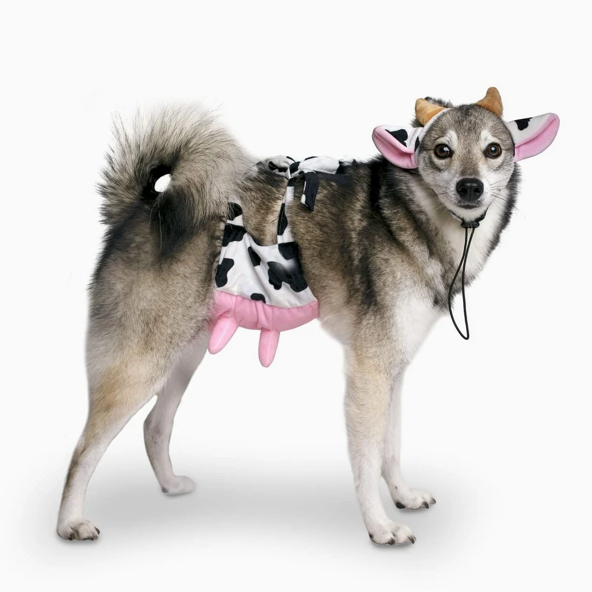 Midlee Costume per cani con fascia e mammelle