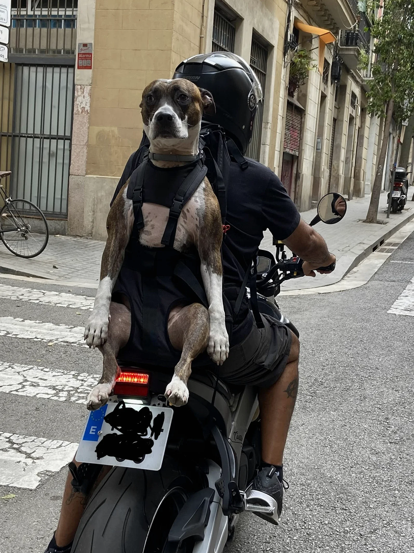 Dog Carrier - Zaino per cani da 9 a 18 kg