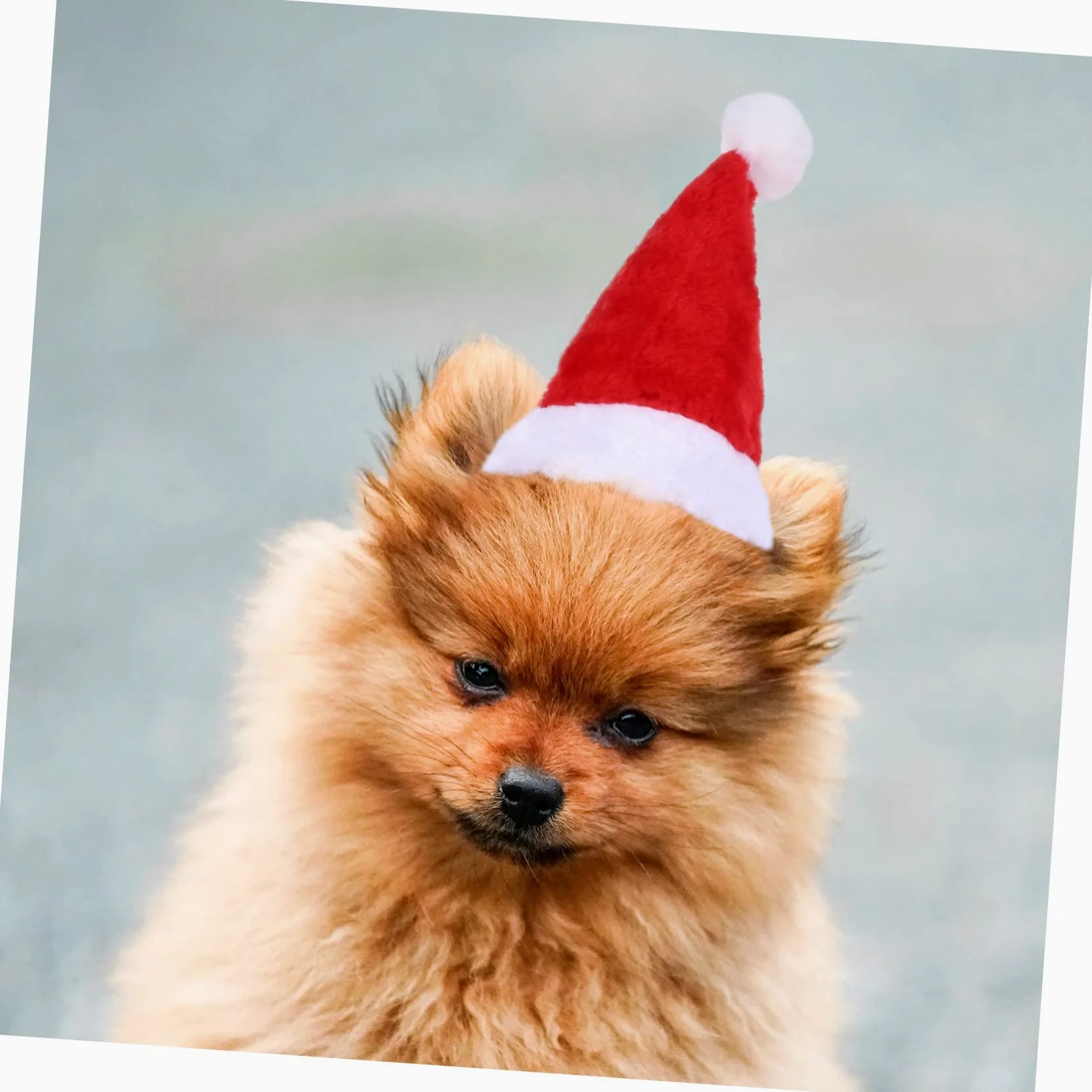 HMJGDHX 2 Pezzi di Renne per Animali Domestici Maglione e Cappello Natalizi per Cani Caldi per Cuccioli per Abiti Natalizi per Animali Domestici e Occasioni Invernali