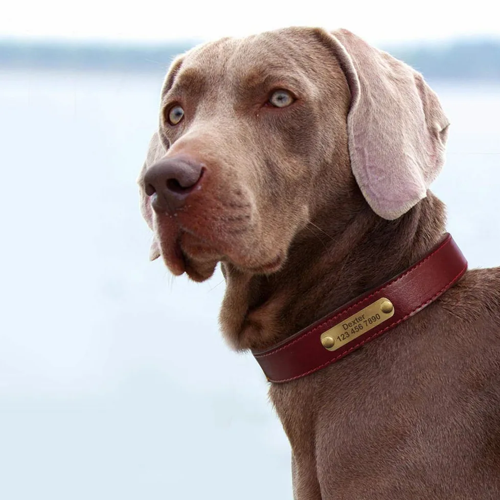 LYVQZPWLRIl Cane Porta, Guinzagli for Animali Domestici, Collare in Pelle Personalizzato for Cani, Fibbia in Pelle Dorata, Collare identificativo for Animali Domestici(Red,XS)