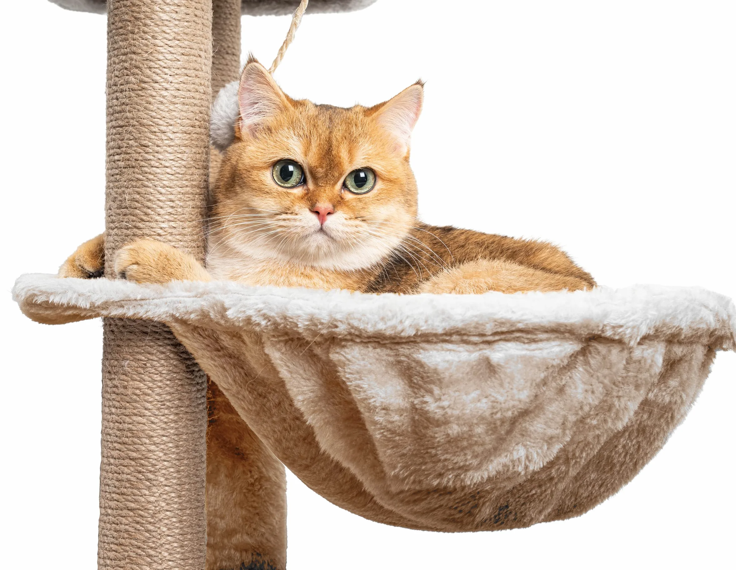 Tiragraffi per Gatti,145cm Alberi tiragraffi,tiragraffi gatto stabile multilivello,Alberi per attività per gatti con 7 pali in sisal, 5 piattaforme, 2 nidi per gatti Mobili per animali da interno