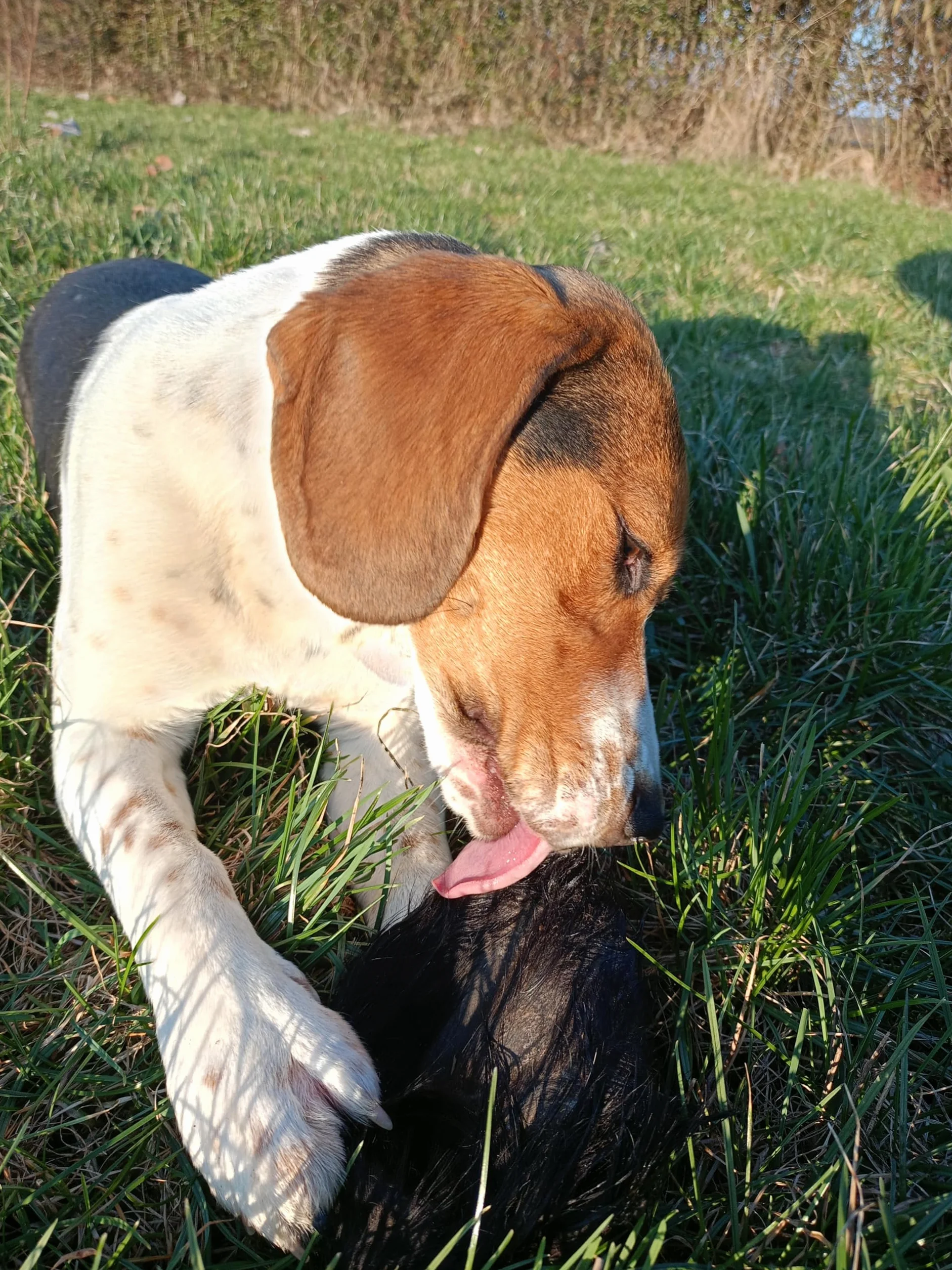 Premium - Orecchie di bovino per cani – XXL – orecchie di manzo con pelliccia – orecchie di bovino come cuoio capelluto di bovino – articolo da masticare – Lucze Premium per cani (20 pezzi)